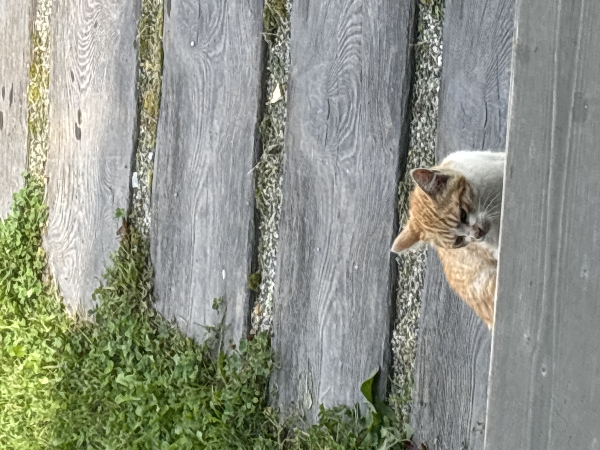 An orange and white tabby cat is sitting on a weathered wooden walkway bordered by lush green grass. The walkway is constructed of horizontal planks with gravel and sparse vegetation in the gaps between them. The cat is looking to the left of the frame with its ears alert. The background shows more of the wooden walkway and greenery. The overall scene suggests an outdoor setting, possibly a park or garden in Zvenigorod, Russia.