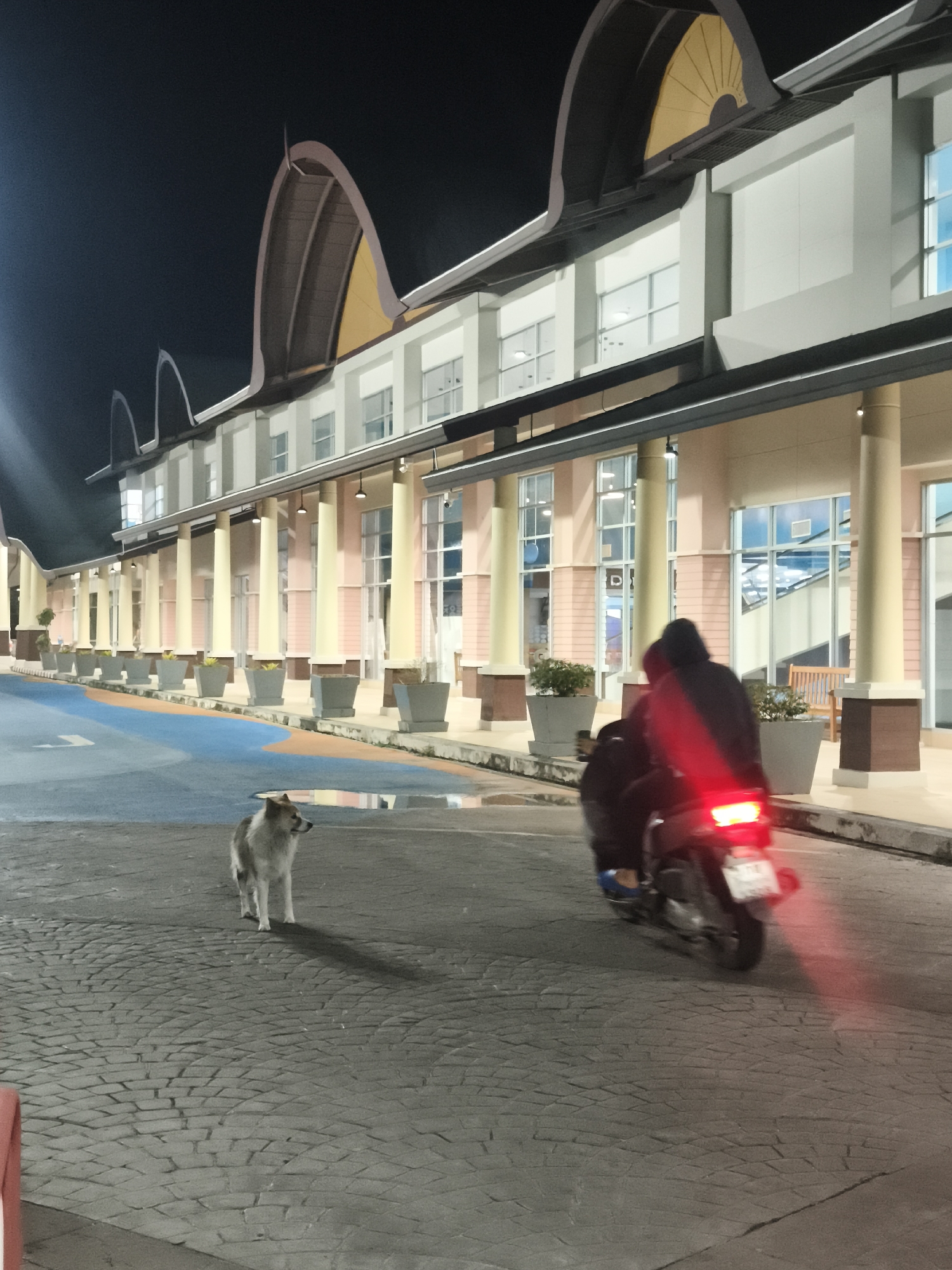 The image, taken at night in Baan Bo Phut, Thailand, shows a dog standing on a brick-paved area, looking to the right of the frame. To the right of the dog, a motorcycle with two passengers is blurred in motion, its red taillight illuminated. The background features a long, two-story building with arched roof structures and evenly spaced columns. Planters with greenery line the walkway in front of the building. A blue and orange painted lane is visible on the left side of the scene. The sky is dark, indicating it is nighttime.