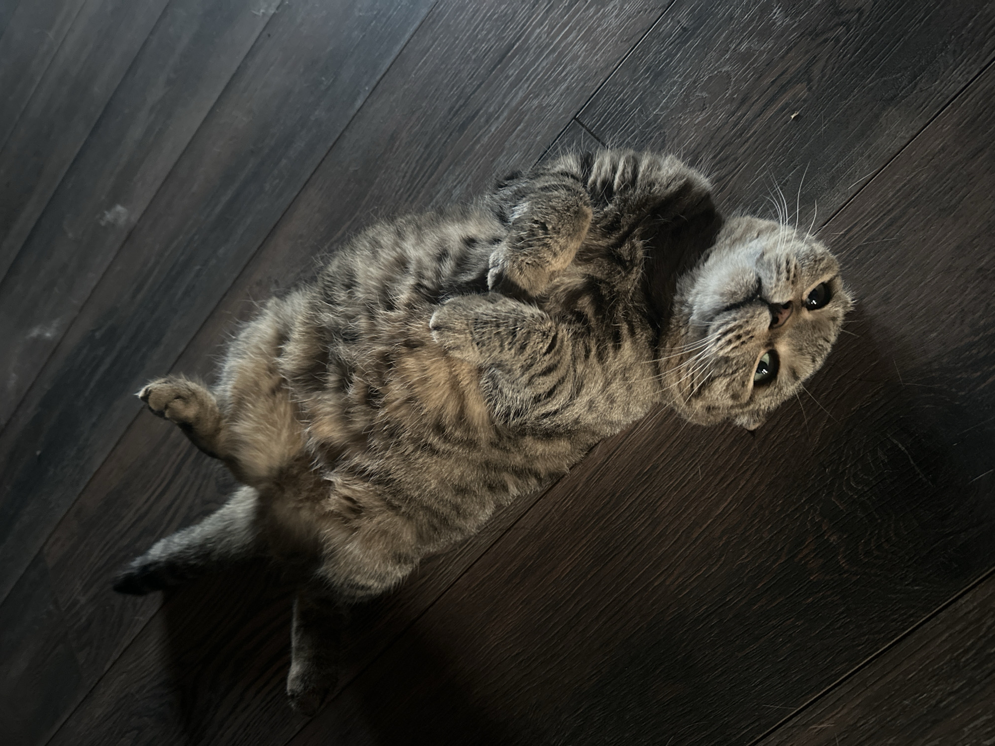 A domestic cat is lying on its back on a dark wooden floor. The cat is gray and brown with tabby markings. Its paws are curled up, and its head is turned towards the viewer, with its eyes open. The scene is lit by overhead lighting, casting shadows on the floor. The image does not contain any information about the city of Ozerki, Russia.