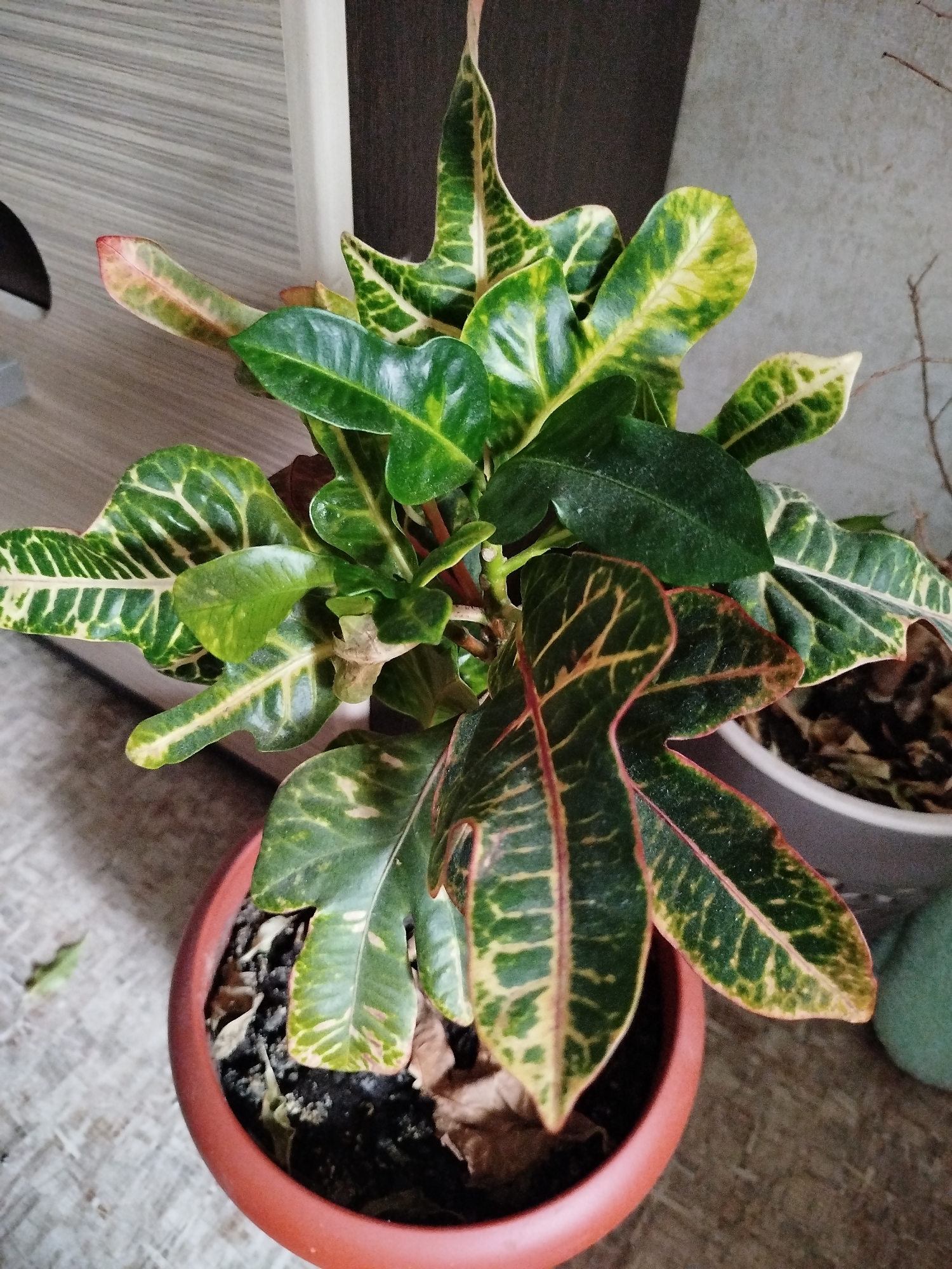 The image shows a potted croton plant with green and yellow variegated leaves, some with red veins. The plant is in a reddish-brown plastic pot filled with dark soil and some dry leaf litter. The pot is sitting on a light-colored, textured surface, possibly a floor or a table. In the background, there is a wooden surface with horizontal lines and a white vertical element. To the right of the pot, a portion of a gray pot is visible, also containing dry plant material. A blurry green object is present to the far right. No people or animals are visible in the image. The scene appears to be indoors, possibly in a home or office setting. The specific location in Saratov, Russia cannot be determined from the visual information provided in the image.