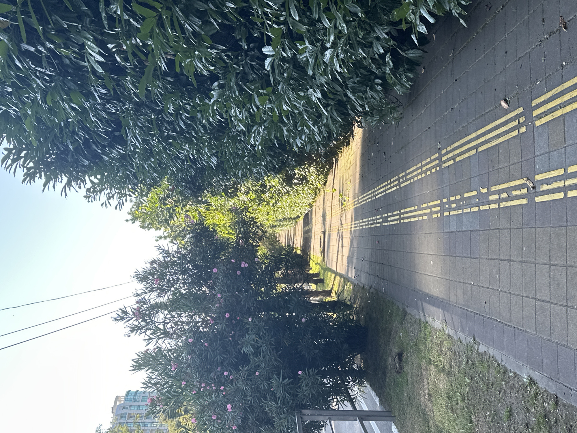 This image depicts a sunlit pedestrian pathway lined with lush green foliage. The pathway is paved with rectangular gray tiles and features a tactile paving system of parallel yellow lines, likely for visually impaired pedestrians. To the left of the path, there is a strip of dry grass and a metal railing bordering a road. On the right, a dense hedge of dark green leaves forms a natural barrier. In the background, trees with small pink flowers are visible, and a modern building with a curved glass facade can be seen in the distance. The sky is clear and bright blue. The scene appears to be a public walkway in a well-maintained urban green space. The presence of a building with architectural style suggests it could be in a city.