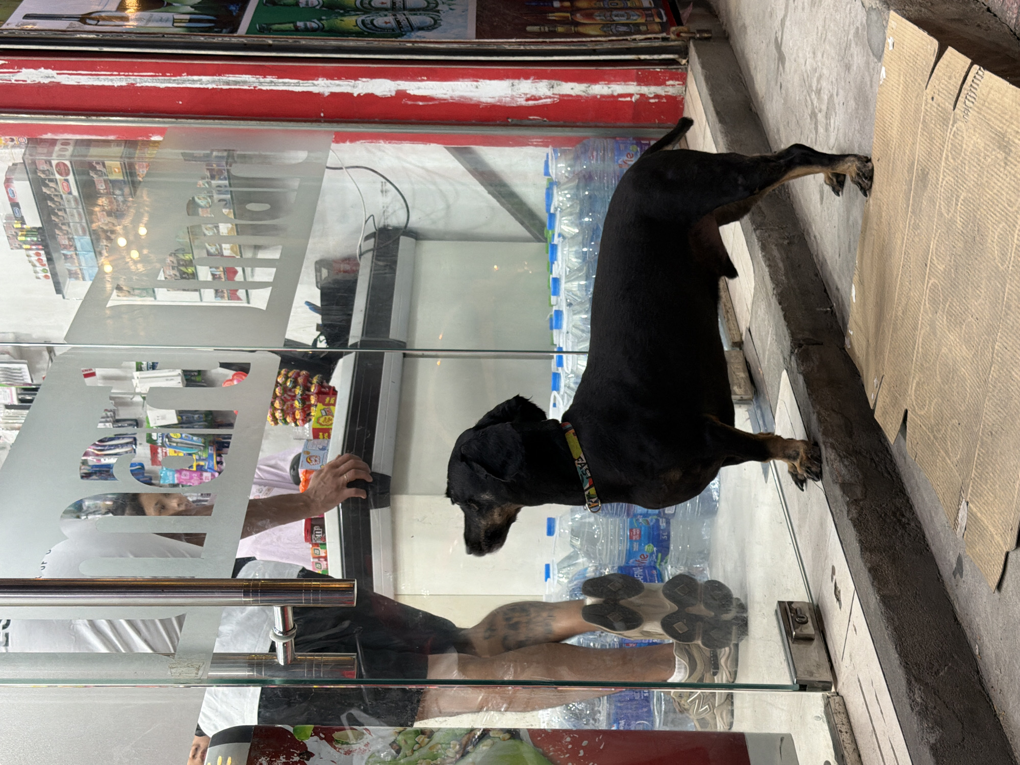 A black dachshund, wearing a colorful collar, stands on a concrete ledge outside a shop in Nha Trang, Vietnam. The dog is facing left and looking towards the shop's glass door. Inside the shop, a person's legs are visible, wearing shorts and sneakers. The shop's interior appears to be a convenience store, with shelves stocked with various goods, including bottles of water. The storefront has a red and white striped facade. The ground in front of the shop is paved with concrete, and a piece of cardboard lies on the ground. The image is taken at eye level, with the dog being the primary subject.