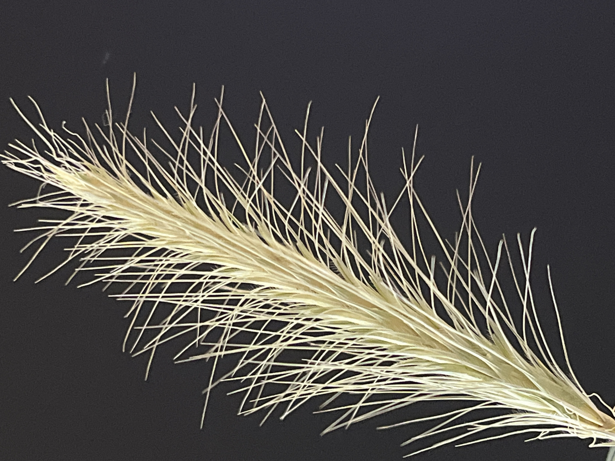 A close-up, eye-level shot captures a single dried wheat stalk against a plain black background. The stalk, positioned diagonally from the bottom left to the top right of the frame, is light golden in color. Numerous thin, wispy awns extend outwards from the central stem, creating a feathery texture. The background is uniformly dark and featureless. There are no people or other objects present in the scene. The image was taken in Krasnyye Barrikady, Russia.