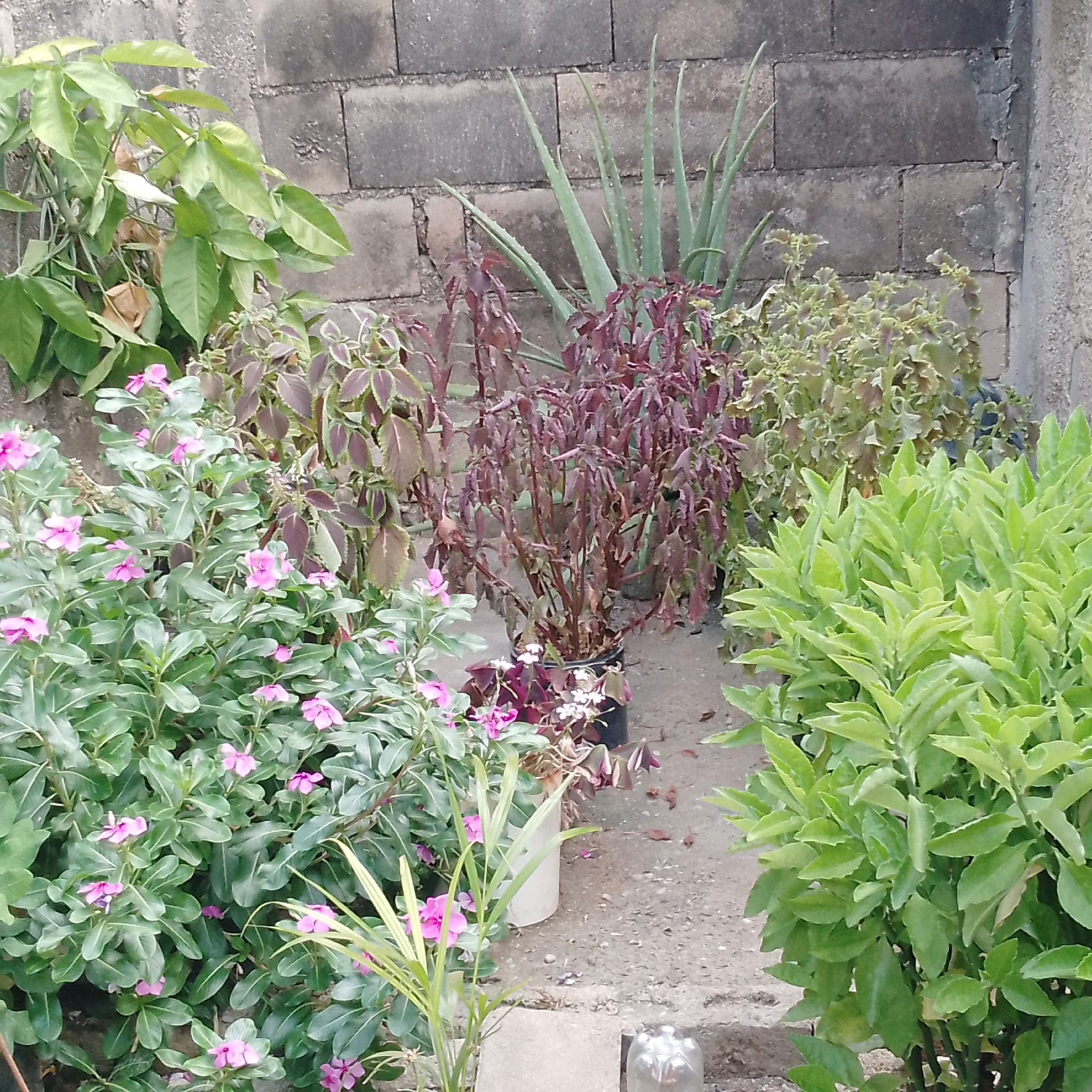 The image depicts a variety of plants in an outdoor setting, possibly a garden or yard. In the foreground, there are plants with pink flowers, a plant with green leaves and another with broad light green leaves. Further back, there are several other plants with differing leaf colors, including a plant with red leaves, aloe and other with grey and brown leaves. These are set against a concrete block wall that is slightly weathered. The location appears to be in the city of Unknown, Unknown, with no human presence visible.