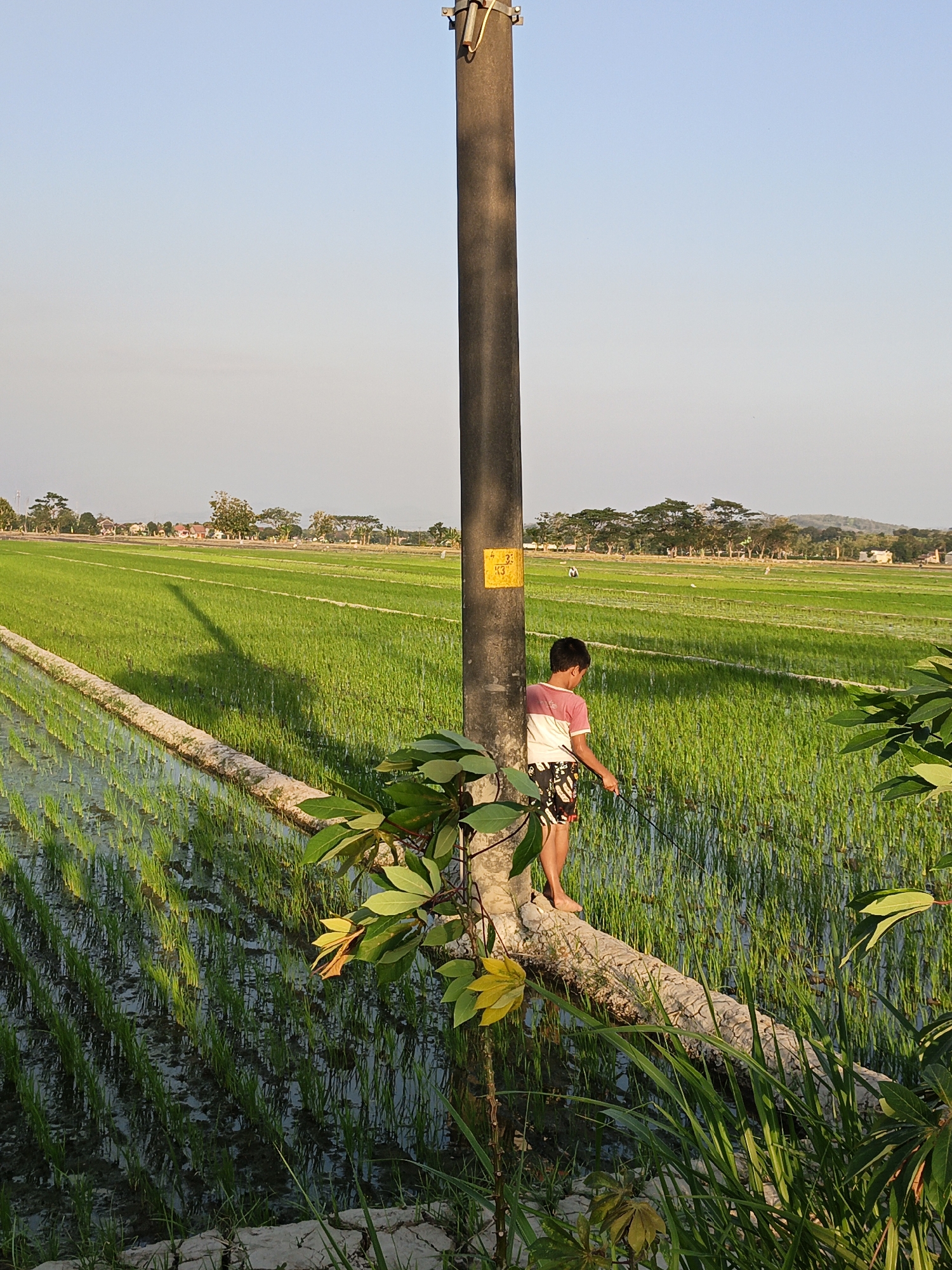 A young boy stands on a fallen tree trunk in a flooded rice paddy in Jomboran, Indonesia. The boy, wearing a pink and white t-shirt and patterned shorts, is partially obscured by a utility pole he is leaning against. He appears to be holding a fishing rod. The rice paddy, a vibrant green, stretches into the background, with a clear sky above. In the distance, houses and trees dot the landscape. The scene is illuminated by the warm light of what appears to be late afternoon sun, casting long shadows across the field. The utility pole has a yellow marker attached to it. Several plants with large leaves are visible in the foreground, some appearing to be touching the tree trunk.