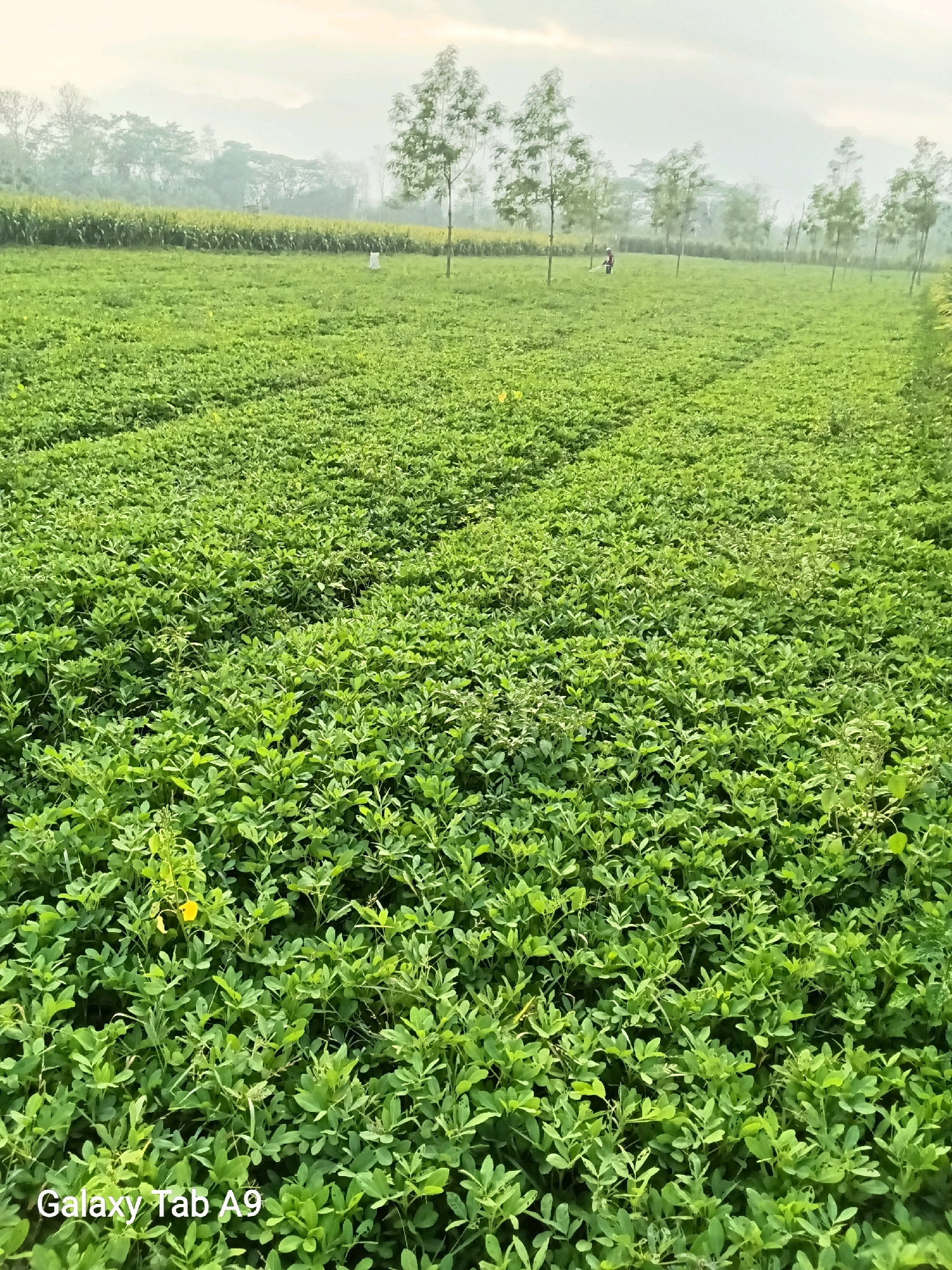 This image depicts a vast, verdant field of crops, likely peanuts, stretching towards a hazy horizon. The foreground is dominated by dense, low-lying green foliage with small yellow flowers interspersed. In the mid-ground, a line of slender trees stands tall, with a few individuals visible in the distance. One figure, possibly a farmer, is seen operating a piece of equipment, suggesting agricultural activity. Behind the trees, a field of taller crops, possibly corn, is visible. The background is characterized by mist-shrouded hills and a pale sky, indicating a cool or humid atmosphere. The overall scene suggests a rural agricultural landscape, consistent with the region of Bendo, Indonesia, known for its agricultural practices. The bottom left corner of the image bears a watermark indicating "Galaxy Tab A9".