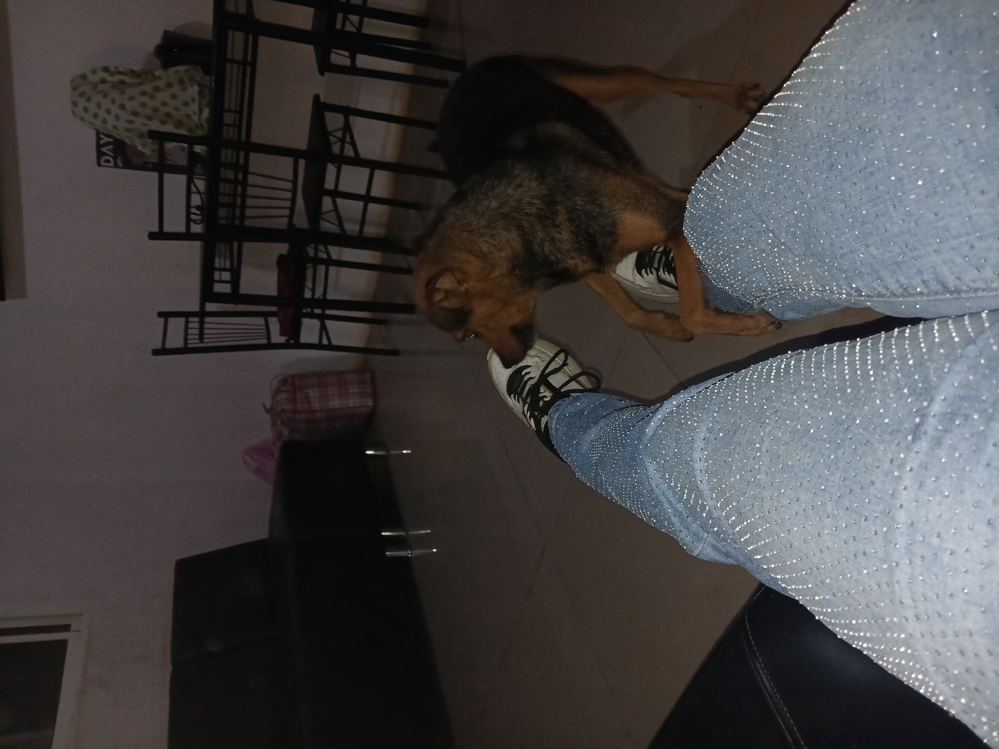 A medium-sized brown and black dog is sniffing the left shoe of a person wearing light-blue jeans studded with rhinestones. The shoe is white with black stripes. The person is seated. In the background is a black metal rack with shelves and various items on them. A black cabinet is visible. The location is indoors. The city of Juan Griego, Venezuela, is not discernible from the image.