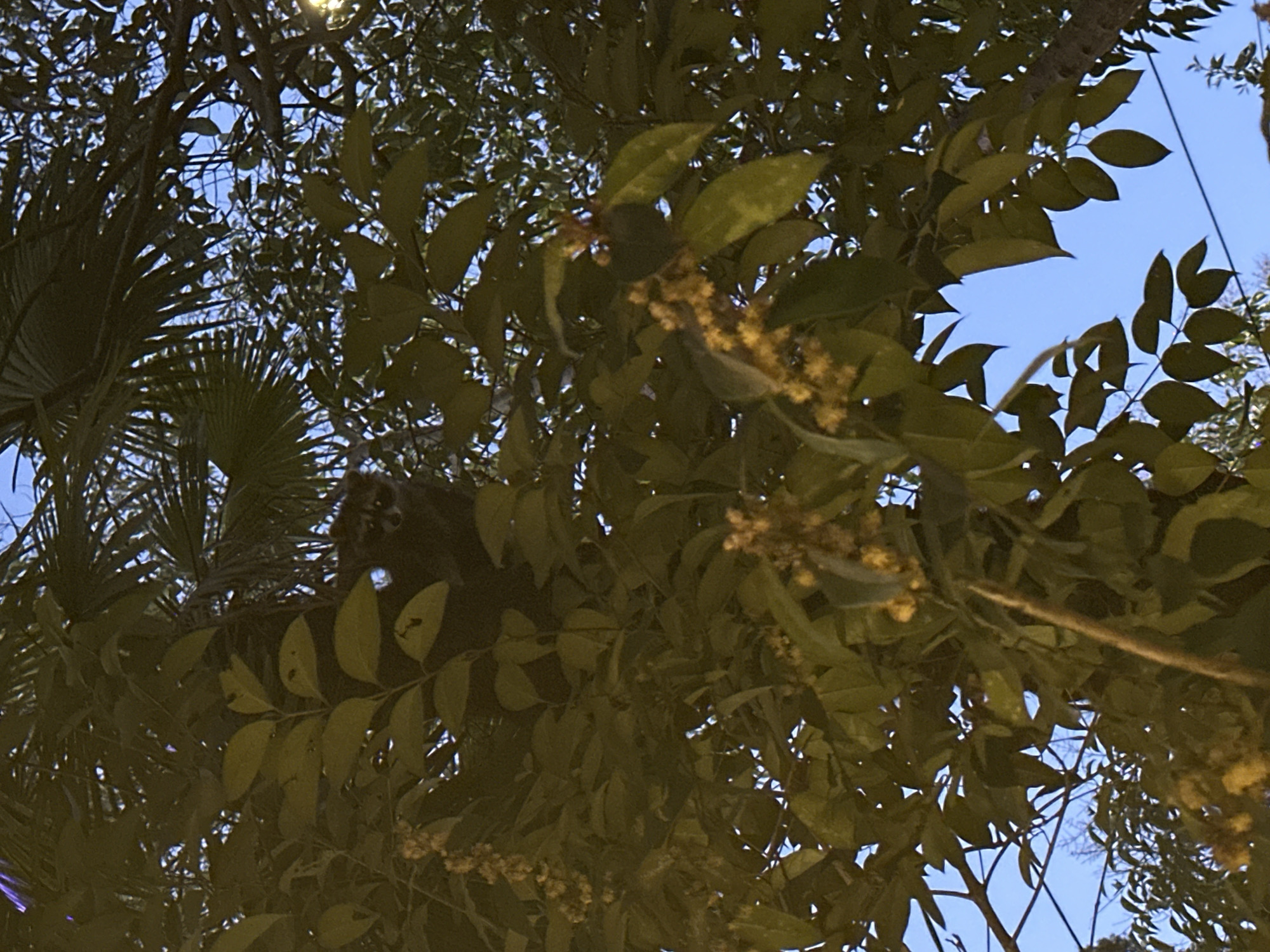 An upward-facing photograph captures a dense canopy of mixed trees against a clear, light blue sky. The scene is dominated by various shades of green foliage, including broadleaf and palm-like fronds, with some branches adorned with small clusters of yellow flowers or berries.
In the upper left-center of the image, a black monkey is visible, partially obscured by the surrounding leaves. The monkey has a dark coat and distinct white markings around its eyes and nose, giving it a striking appearance as it peers downwards from its perch within the tree.
The lighting is somewhat diffused, indicating it is daytime, likely late morning or afternoon, under a clear sky. The lush, subtropical vegetation and the presence of a monkey are consistent with the stated location context of Sochi, Russia. The image depicts a tranquil, natural outdoor setting, with the monkey observing its surroundings from within the tree canopy. No specific event is unfolding, and no visible text is present.