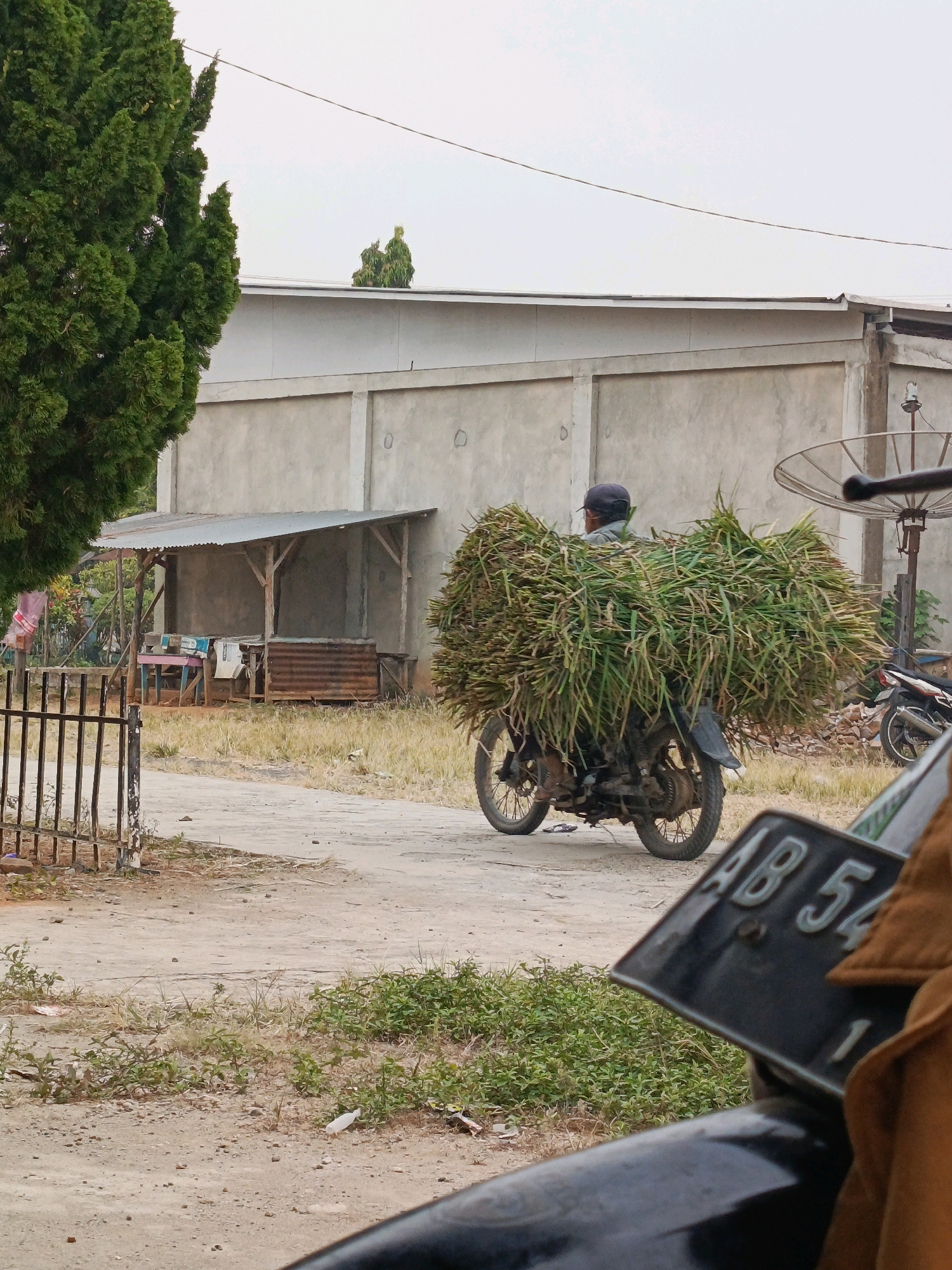 A person is riding a motorcycle loaded with a large amount of green stalks, likely hay or straw, through a dusty, unpaved area in front of a concrete building. The motorcycle is a small, older model, and the driver is wearing a dark cap and is partially obscured by the cargo. To the left, a tall evergreen tree dominates the frame, and a metal fence is visible. Behind the motorcycle, a satellite dish is mounted on a pole. A second motorcycle is parked to the right. In the foreground, a black motorcycle license plate with the characters "AB 54" is visible. The scene appears to be in a rural or semi-urban area, consistent with the city of Wonosari, Indonesia, given the context provided. The sky is overcast.