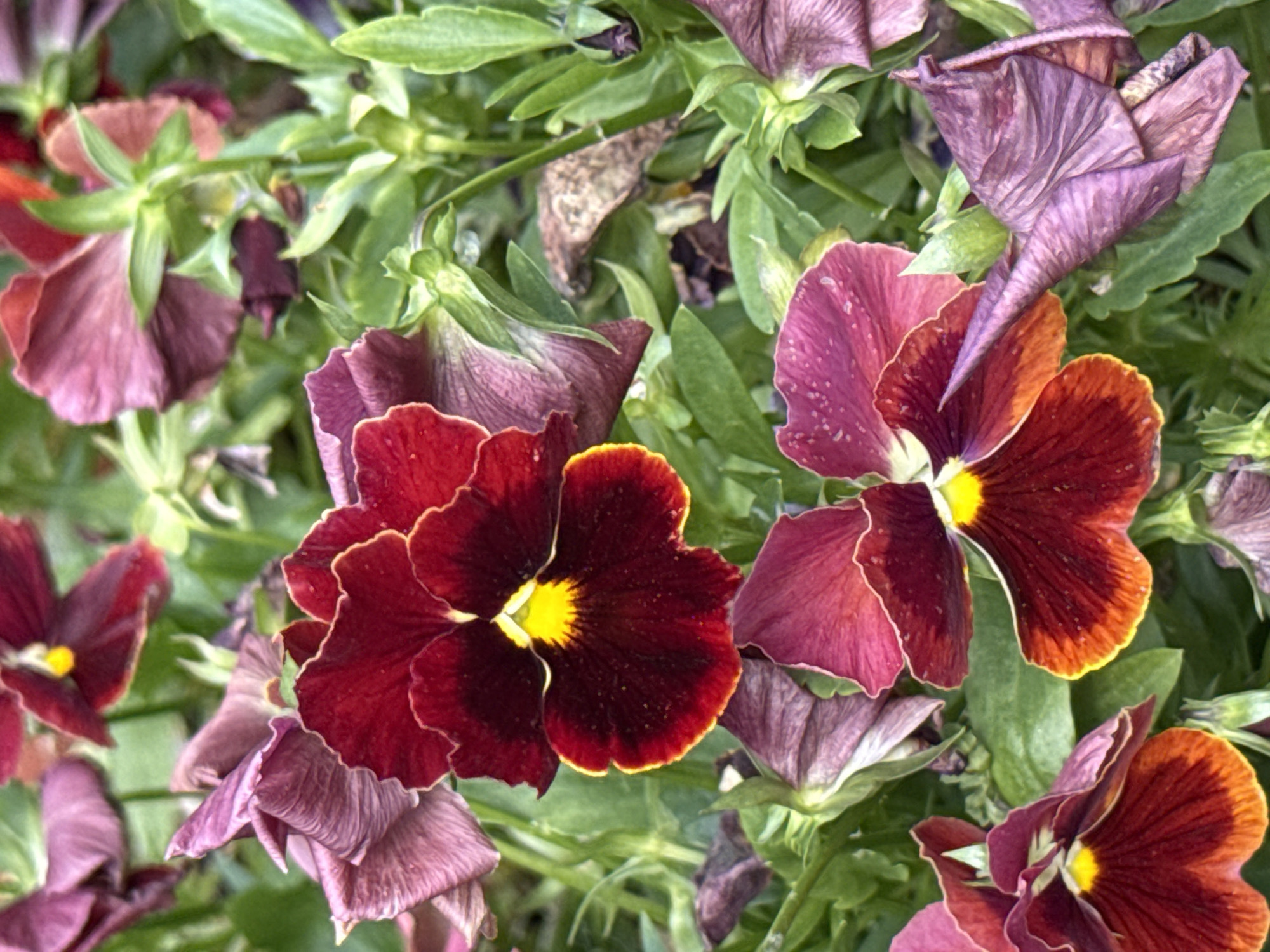 The image displays a close-up view of several pansy flowers with deep burgundy petals and bright yellow centers, interspersed with foliage. Some of the flowers appear to be in bloom, while others are wilting or closed. The background consists of green leaves and stems, creating a natural, garden-like setting. There is no indication of any specific location in Szczecin, Poland, or any people present in the image. The scene is static and focuses solely on the floral elements.