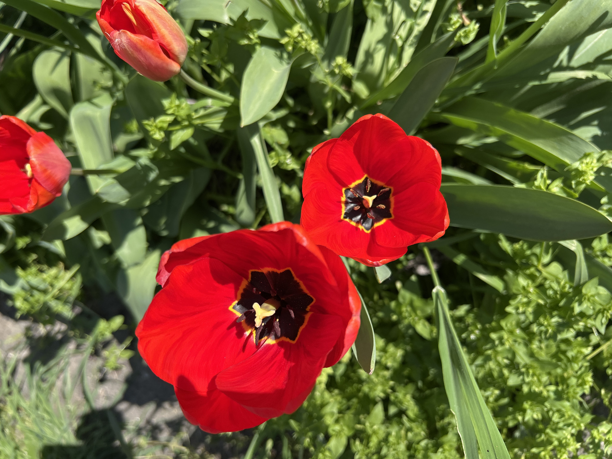 The image shows a cluster of red tulips in a garden. Two tulips are fully open, revealing black centers with yellow stamens. A third tulip is partially open. The flowers are surrounded by green foliage of varying shades, including long, pointed leaves. The background is a mix of smaller green plants and vegetation. The location is likely a garden or park within the city of Plovdiv, Bulgaria, based on the commonality of tulips in urban landscapes.