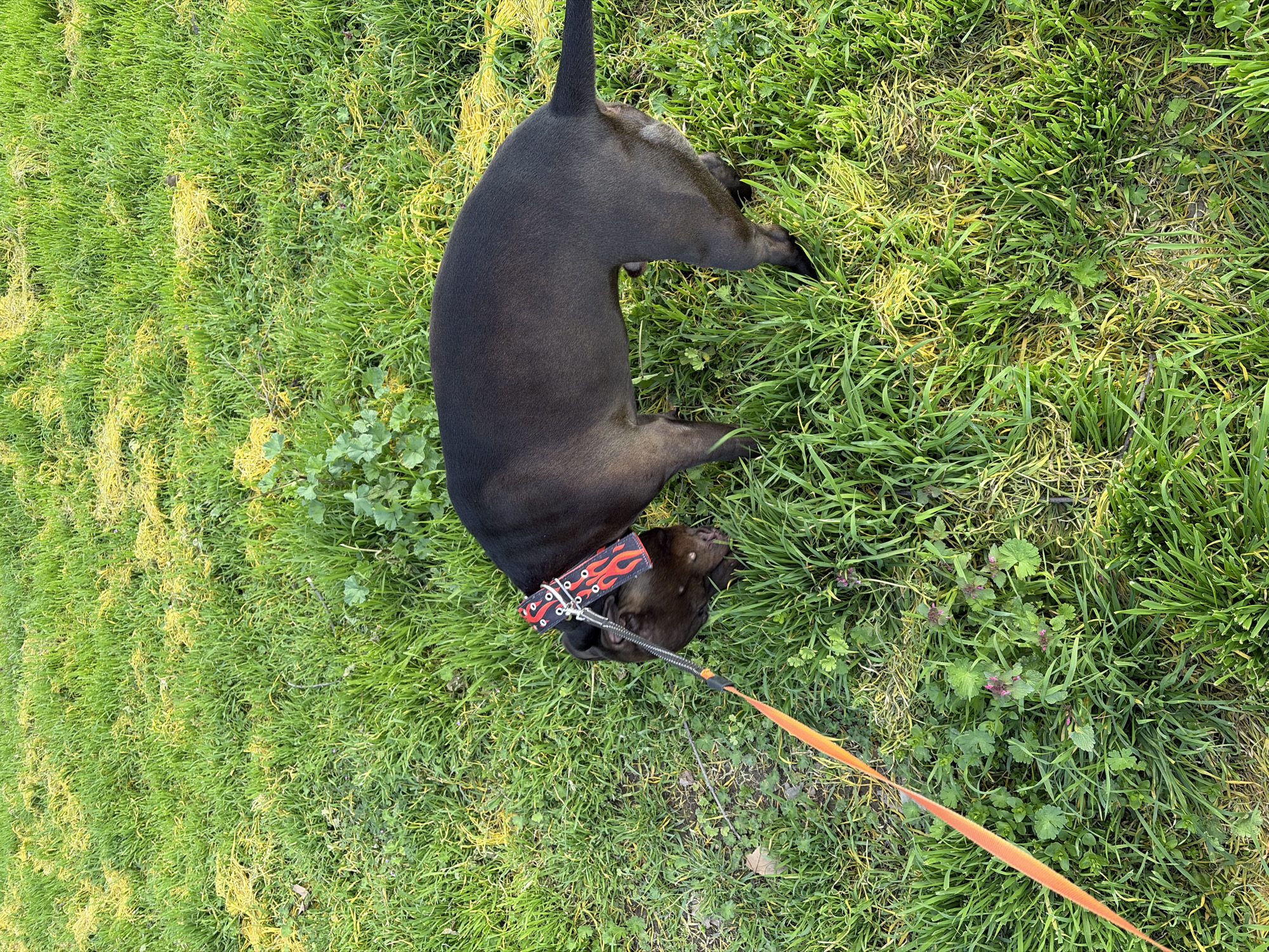 A dark brown, short-haired dog wearing a black collar with red and orange flame designs and an orange leash lies on green grass that has patches of yellowed grass in an outdoor environment. The location is Plovdiv, Bulgaria.