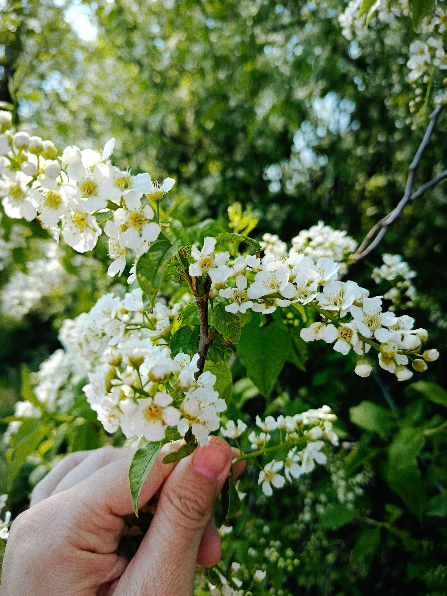 A close-up shot reveals a hand gently holding a sprig of flowering tree, possibly bird cherry, set against a blurred green backdrop. The flowers are small, white, and clustered along the sprig, with some leaves visible among them. The hand appears pale and holds the sprig delicately, without any apparent tension or movement. The background is a mass of blurred green, suggesting foliage from other trees or bushes. It is not possible to independently verify the location in the city of Фоки, Russia, based solely on the visual content of the image.