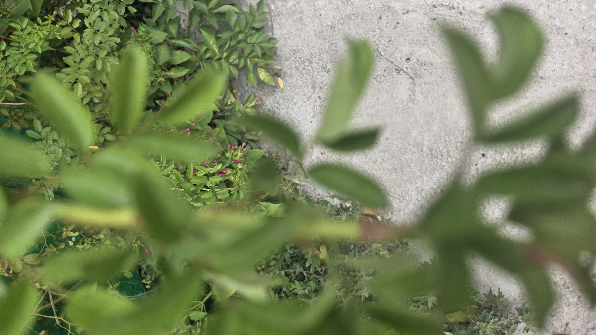 The image captures a close-up, blurred perspective of lush green foliage with small pink blossoms, situated outdoors on a light-colored concrete surface. The greenery appears to be a plant or bush, with some leaves in sharp focus and others out of focus, creating a depth-of-field effect. The concrete surface shows a rough texture, indicative of a pathway or ground. The lighting suggests it is daytime, with natural light illuminating the scene. There are no people or animals visible in the image. The overall impression is a natural setting with man-made elements, possibly a garden or a park area within a residential or public space in Tokmok City, Kyrgyzstan.