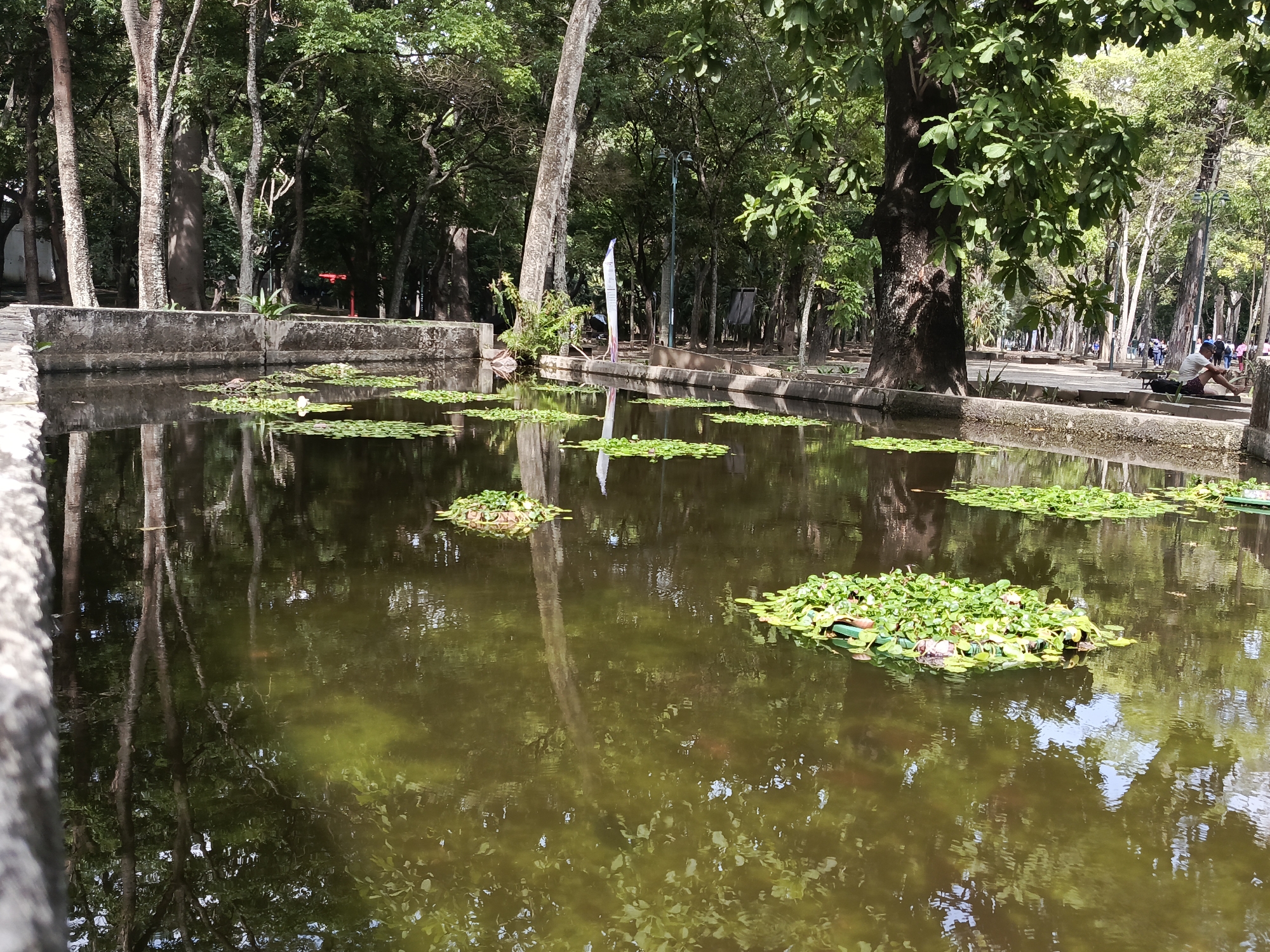 The image shows a pond in a park setting. The pond has a dark, murky green water with lily pads and floating vegetation scattered across its surface. The pond is bordered by concrete edges or walls. Trees surround the pond, with their reflections visible in the water. In the background, there is a pathway with people walking along it.
The location is likely the Parque del Este in Caracas, Venezuela. This is based on the park's pond-like features, the style of landscaping, and the typical environment found in Caracas.