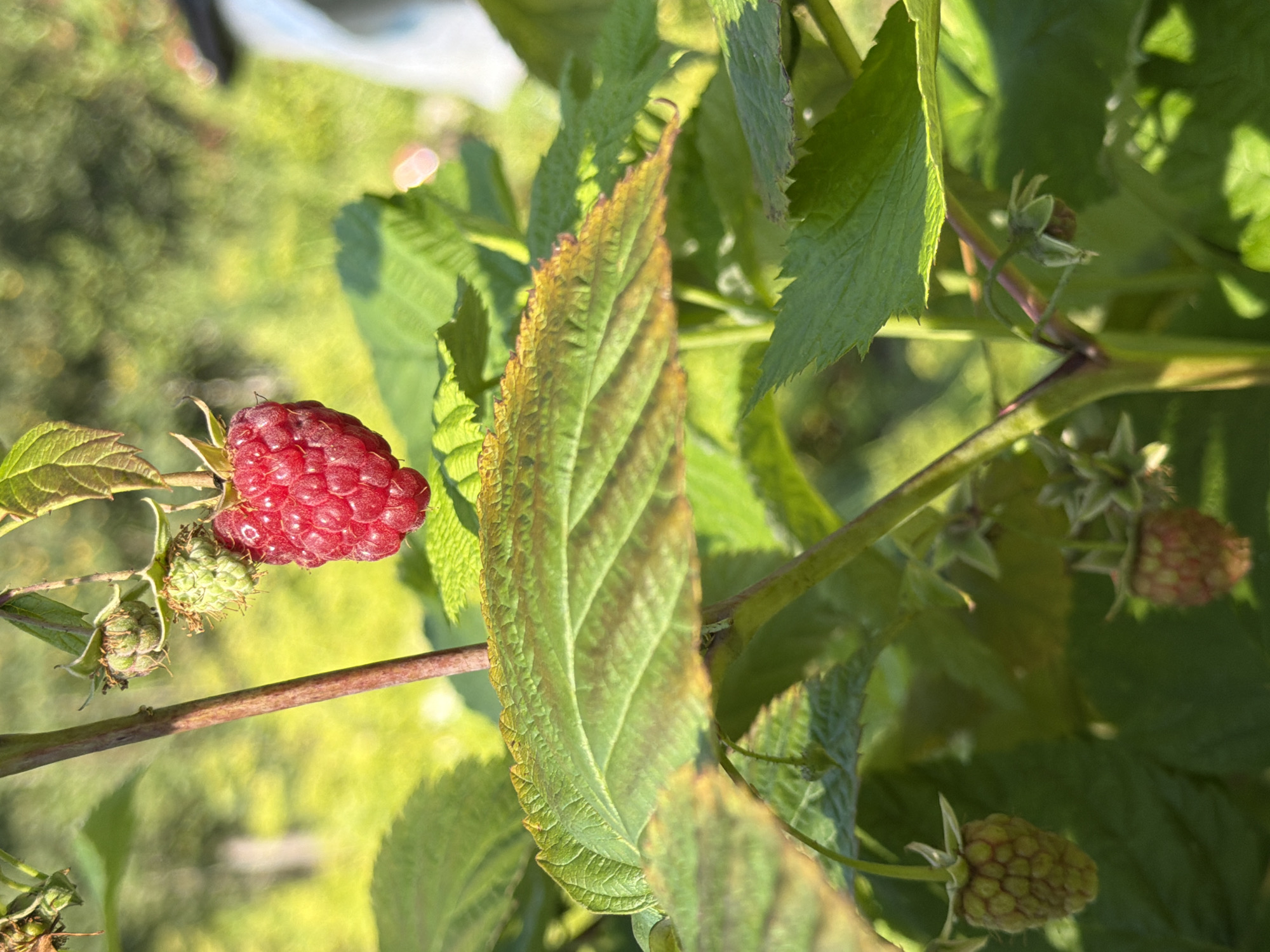 A close-up, low-angle shot shows a ripe raspberry hanging from a branch on a raspberry bush, with a blurred background of green foliage and sunlight. Several unripe green raspberries are also visible on the bush, as well as a large green leaf in the foreground with yellowing edges. The scene is likely in a garden or natural setting.