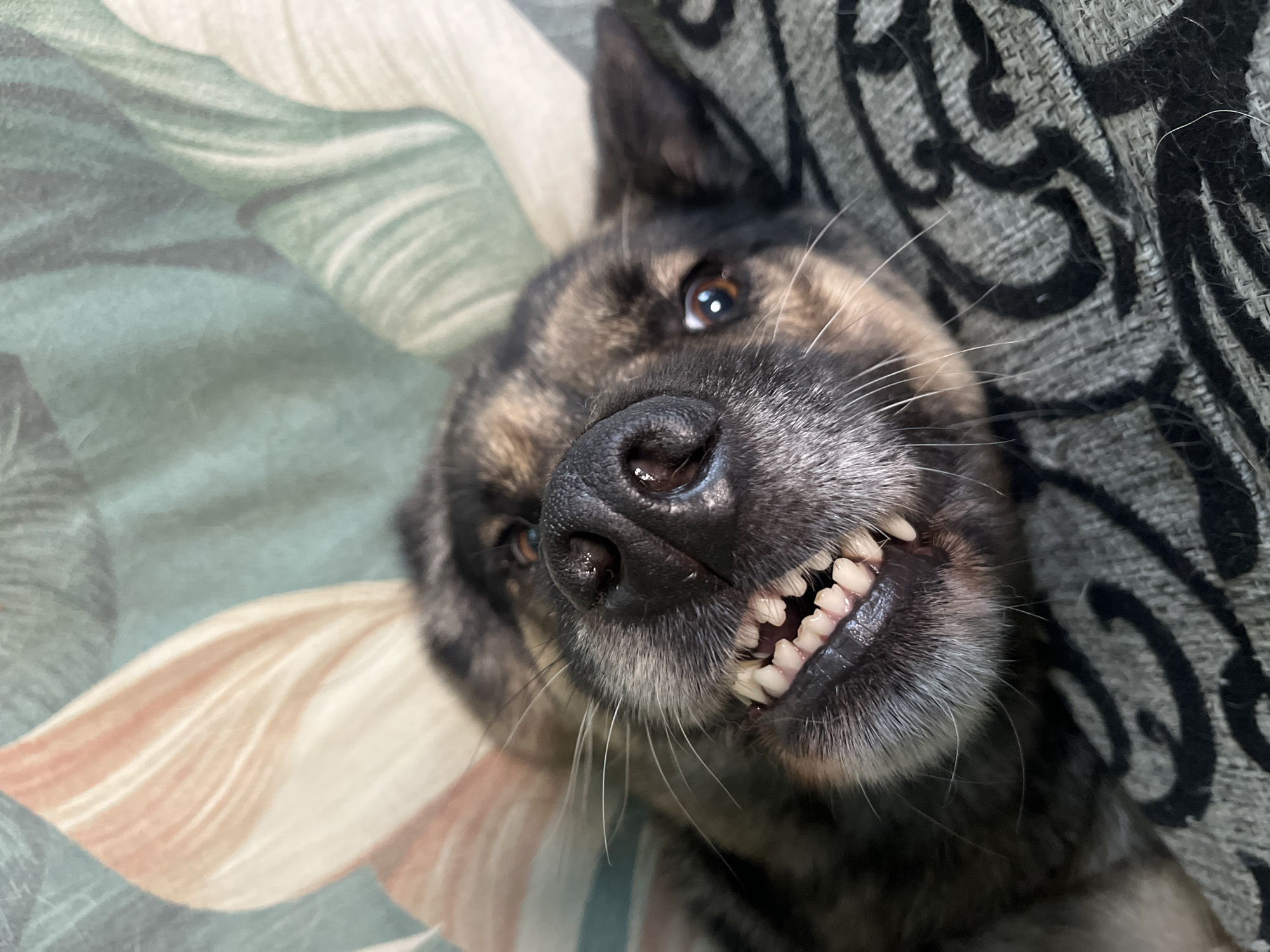 This is a close-up, overhead shot of a dog lying on its back. The dog's face is the primary subject, filling most of the frame. It has dark fur with brindle markings and bright, alert eyes. The dog is baring its teeth in what appears to be a grin, revealing rows of sharp, white teeth. Its whiskers are prominent, fanning out from its muzzle.
The dog is resting on a surface with a patterned fabric. To the left of the dog, the fabric has a floral or botanical design in shades of green, beige, and peachy pink, with large, abstract leaf or petal shapes. To the right of the dog, the fabric is a darker gray with a black, stylized pattern that looks like swirling vines or decorative scrollwork. The texture of this fabric appears to be a woven material, possibly a blanket or upholstery.
The lighting suggests an indoor setting, with soft illumination that highlights the dog's features and the textures of the fabrics. There are no visible signs of the time of day or weather conditions, and no text is present in the image. The dog's expression, with its bared teeth and wide eyes, could be interpreted as playful or excited, but without further context, it's difficult to ascertain a specific emotion or activity beyond resting and posing for the camera. The location context of Nizhny Tagil, Russia, does not provide any specific visual cues within the image itself.