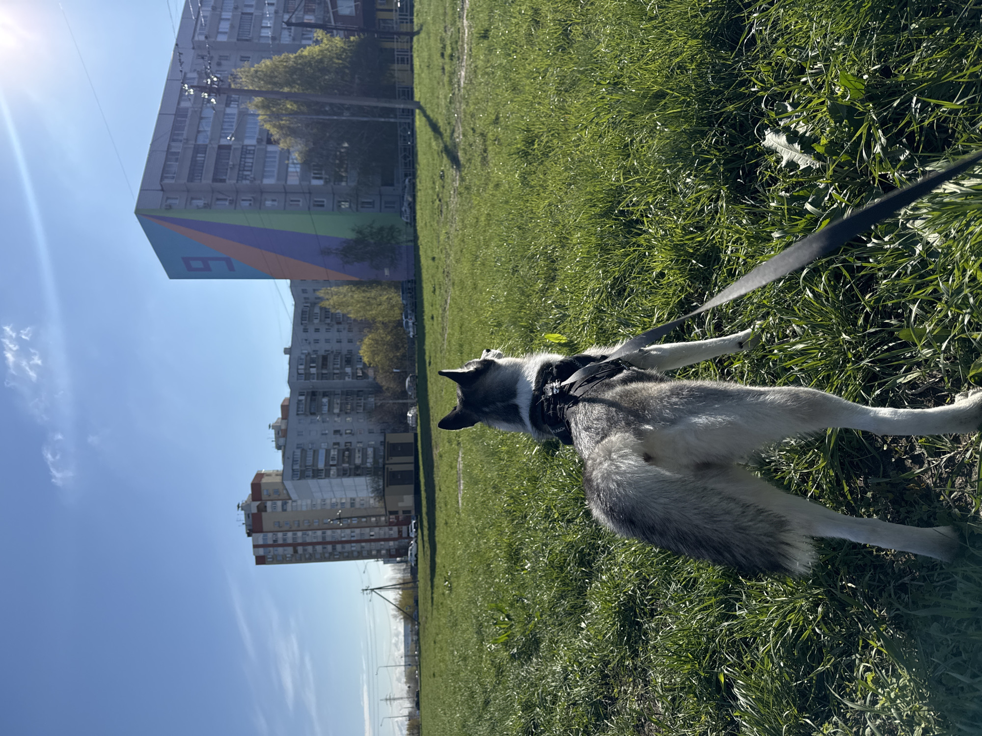 A dog is on a leash, standing on a grassy field in the city of Unknown, Unknown. The dog is facing away from the camera, toward a cluster of tall buildings. The sky is blue with some clouds, and the sun is shining.