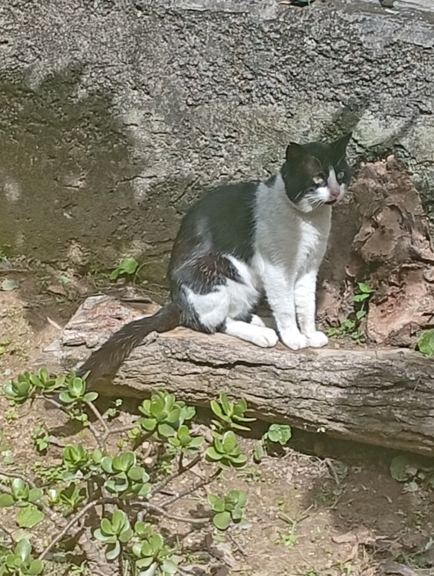 A black and white cat is sitting on a log in an outdoor setting. The cat is facing to the right of the frame with its head turned slightly towards the viewer. It has green eyes and a white chest and paws. Its fur is mostly black with white patches. The cat is positioned on a rough-textured, weathered log that is lying horizontally across the frame. Behind the log, there is a rocky, textured wall or embankment. In the foreground and to the left of the log, there are several small green succulent plants with thick, fleshy leaves. The ground is covered in dirt and small pebbles. The lighting suggests it is daytime, with shadows indicating sunlight is present. The image appears to have been taken in San Antonio de Los Altos, Venezuela, likely in a garden or natural outdoor space.