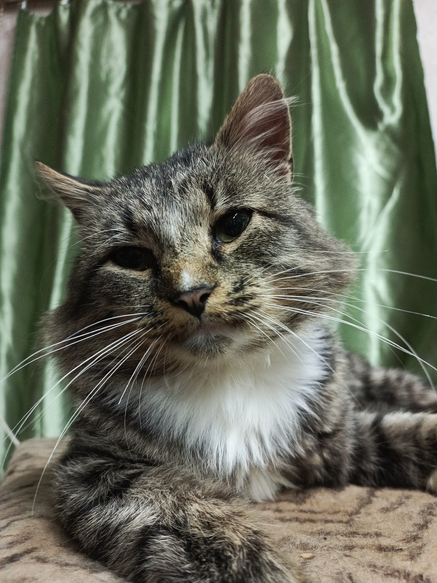 A close-up, medium-shot, vertical-format photograph captures a tabby cat with a white bib and long white whiskers. The cat is positioned on a textured, brown surface, possibly a cushion or blanket, against a background of draped, green fabric. The cat's head is tilted slightly, and its gaze is directed towards the viewer. The lighting is soft, with some highlights visible on the cat's fur and whiskers. The overall impression is that of a domestic setting. There is no discernible indication of the location being the city of Azapol'e, Russia.