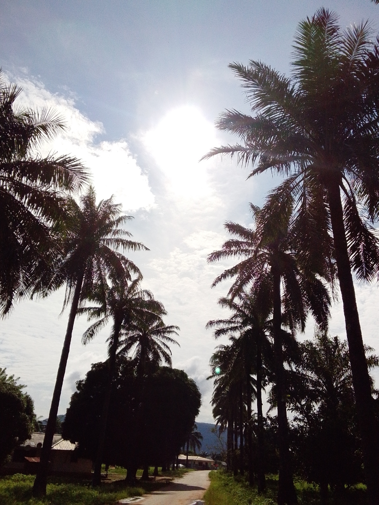 A low-angle shot captures a street lined with tall, silhouetted palm trees under a bright, hazy sky in Serti, Nigeria. The sun is visible, creating a glare in the upper center of the frame. The road curves to the right, bordered by lush green vegetation and the dark shapes of more trees and some buildings with corrugated roofs on the left. The dense foliage of the palm trees dominates the upper portion of the image, obscuring the sky with their fronds. The overall scene depicts a sunny day in a tropical or subtropical environment.