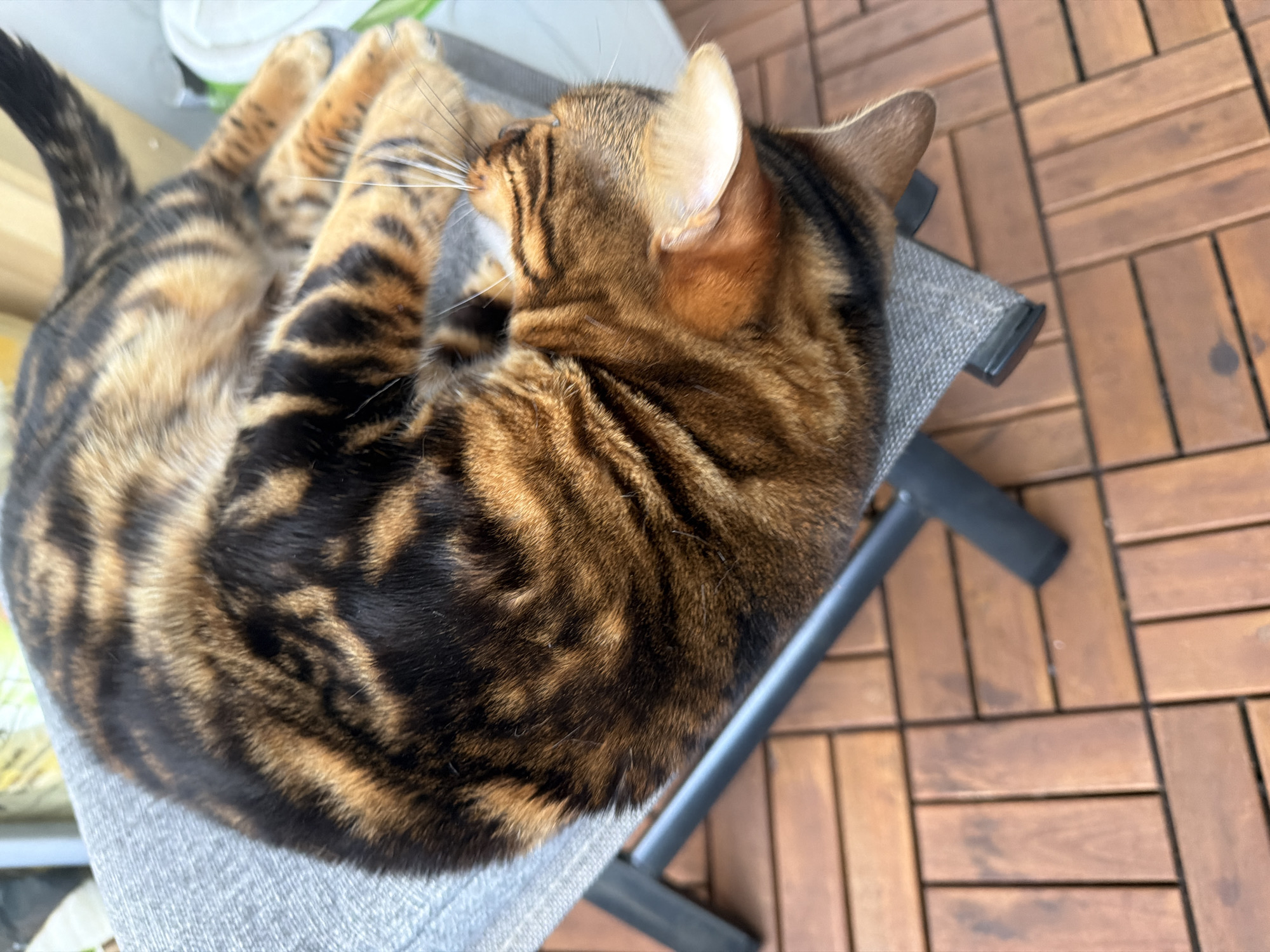A high-angle, close-up shot captures a domestic cat, likely a Bengal, curled up and resting comfortably on a grey fabric surface. The cat's fur exhibits a striking pattern of dark brown and black stripes and rosettes against a lighter golden-brown background. Its head is tucked inward, and its body is tightly coiled, suggesting it is sleeping or in a deep state of relaxation. White whiskers are visible around its snout, and one ear is clearly visible.
The grey fabric surface appears to be part of a small piece of furniture, possibly a chair or pet bed, with a dark grey or black metal frame partially visible beneath it. The background features a wooden slatted floor or decking, composed of rectangular panels, implying an indoor setting or an outdoor area like a balcony or patio. The lighting is natural and bright, indicating it is daytime. The cat appears calm and content. There are no people or visible text in the image.
