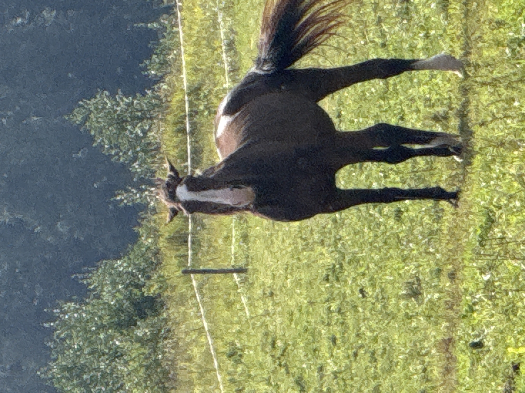 A brown horse with a white blaze stands in a green grassy field, facing the camera. The horse has a white patch on its back and its tail is long and flowing. In the background, there is a white fence and a line of trees. The image appears to be taken in an outdoor setting, possibly a pasture or a rural area. The overall lighting suggests it is daytime. The location is Putiniškės, Lithuania.