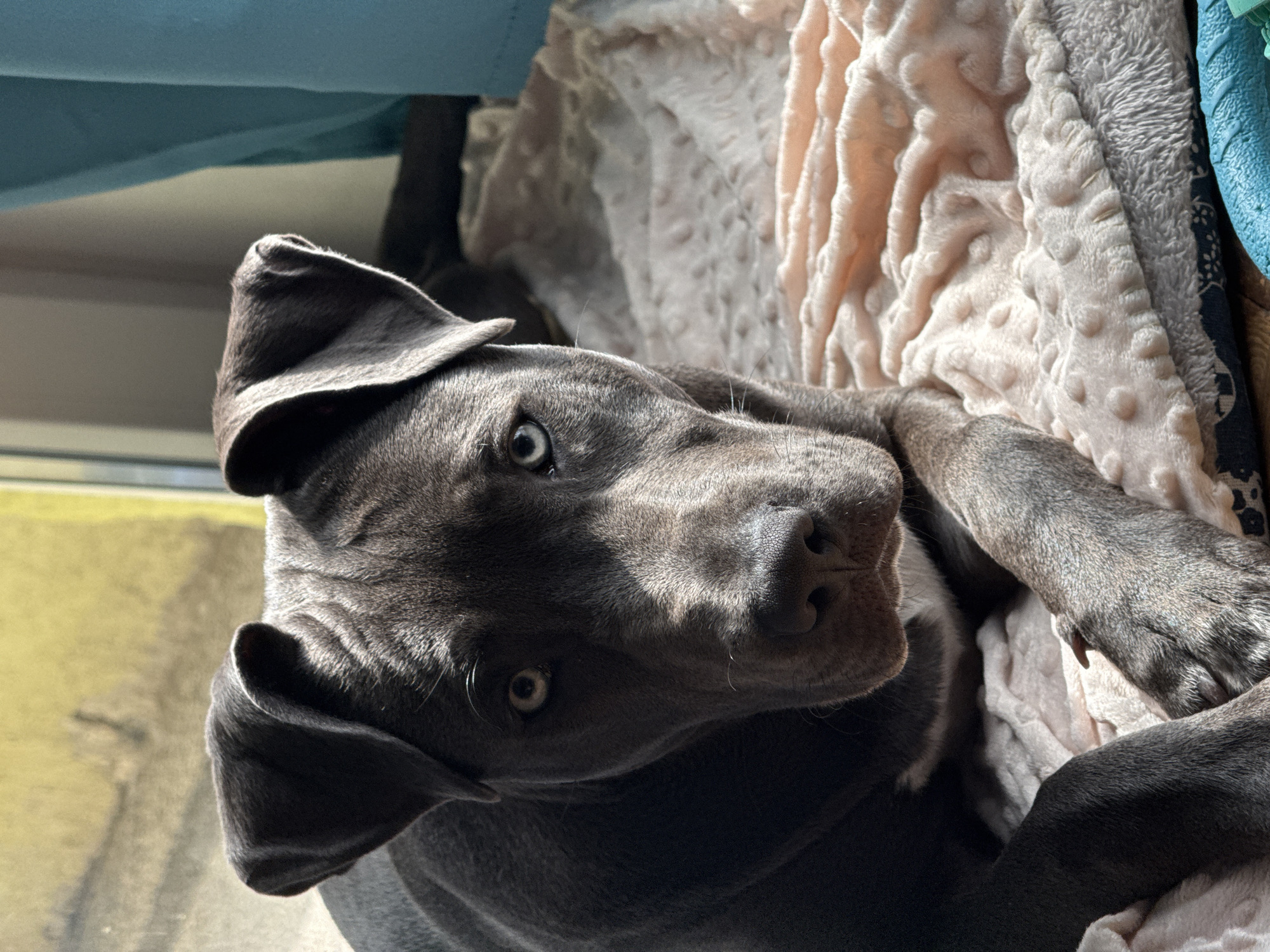 A grey dog with light-colored eyes is lying on a light-colored blanket with a textured surface. The dog's head is tilted towards the viewer. Natural light is visible, shining through a window. The location is likely indoors. There are no discernible indicators that point to Varna, Bulgaria.
