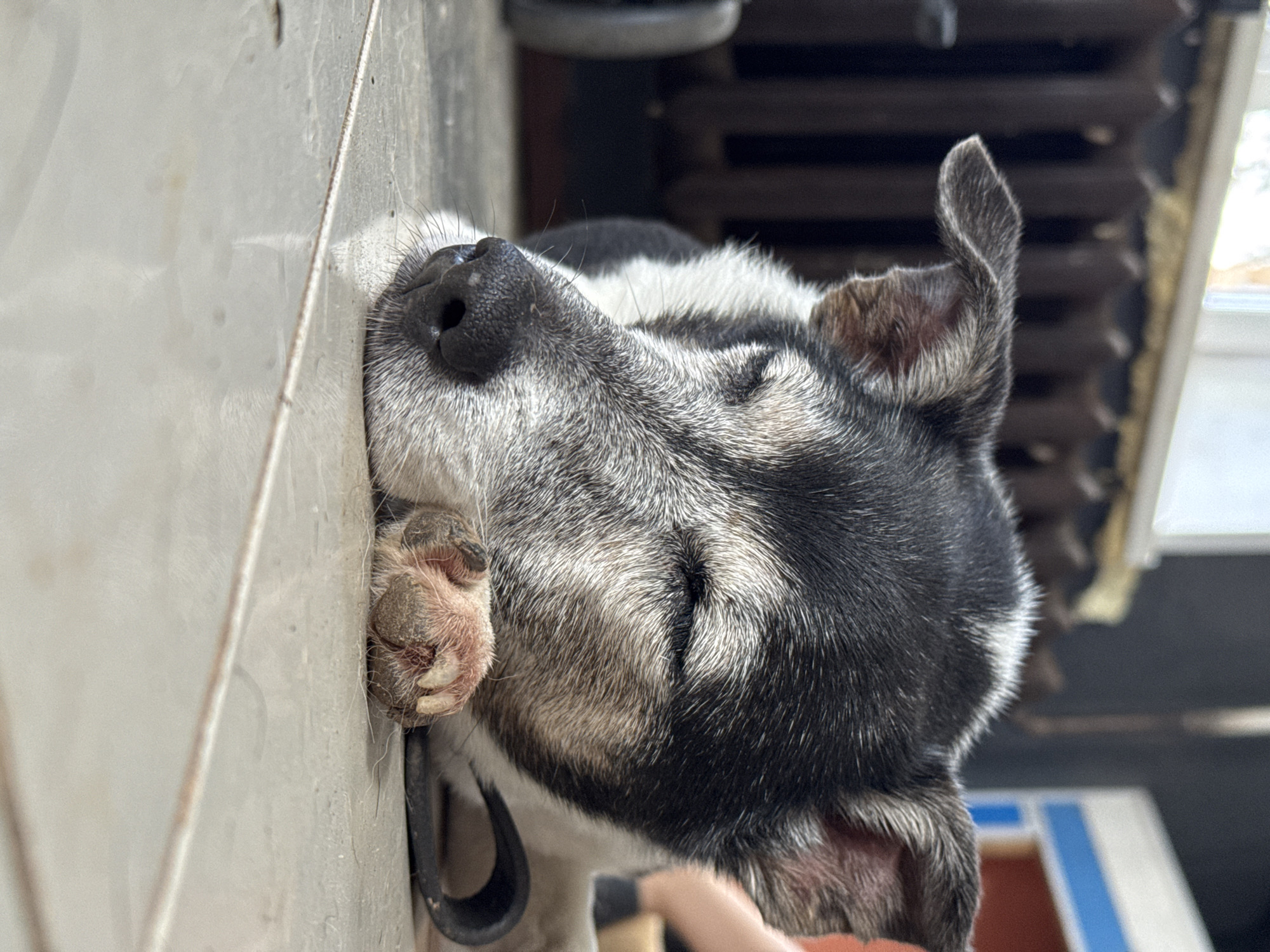 The image shows a close-up, low-angle shot of an aging dog sleeping on a tiled floor. The dog has black and white fur with some graying around its muzzle, indicating its age. Its eyes are closed, and its head is resting on its paws. One of its paws is visible in the foreground, showing its claws and the pads of its foot. A black leash or collar is visible behind the dog. In the background, a radiator with a dark finish is visible, and a window with diffused light is above it. The overall environment suggests an indoor setting, possibly a home. There are no people directly visible in the frame, though a blurred person's legs and feet are faintly visible in the upper right corner of the image. The image is a still photograph, and no actions or interactions are depicted. The location of Rusalevka, Russia is not depicted in the image.