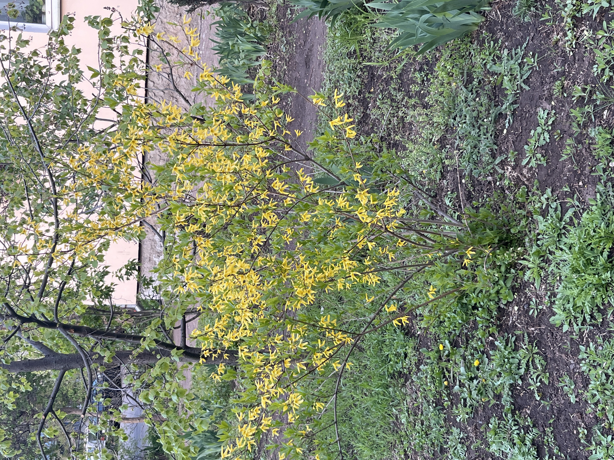 The image, oriented vertically, captures a vibrant outdoor scene, likely a garden or yard in Kryvyi Rih, Ukraine, during springtime. The central subject is a deciduous shrub, prominently featuring numerous bright yellow, bell-shaped flowers characteristic of Forsythia, interspersed with newly unfurled light green leaves.
To the left of the flowering bush, another tree or large shrub with developing green foliage and visible dark branches is present. In the background, partially obscured by the trees, stands a light-colored building, possibly pinkish-beige, with a window visible in the upper left. The building appears to have a textured or stone-like facade.
The ground area displays dark, moist soil, indicating recent rain or watering. It is covered with a mix of green grass, various types of weeds, and emerging plant growth. A narrow, unpaved dirt path can be seen winding through the ground cover in the middle distance. Scattered among the green ground cover are a few small yellow flowers, possibly dandelions.
No human activity or specific event is taking place, and no visible text is present in the scene. The lighting appears soft and diffused, suggesting an overcast day or indirect sunlight, enhancing the fresh spring colors. The overall impression is one of early spring, characterized by new growth and vivid blossoms.