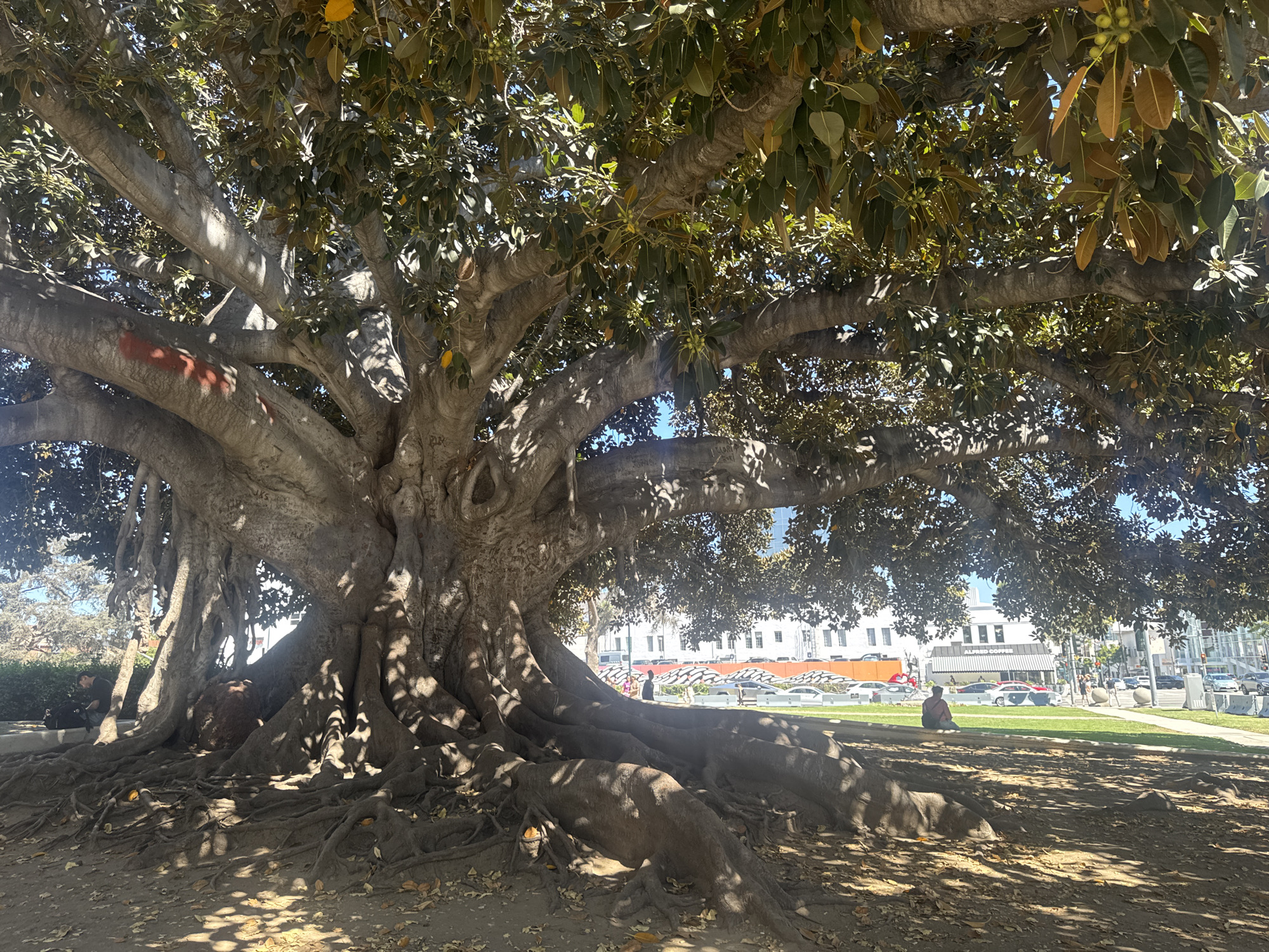 A massive, old ficus tree with extensive aerial roots dominates the foreground of this image, casting dappled shadows on the dirt ground and its gnarled root system. The tree is located in Beverly Hills, California, United States of America. In the background, there is a grassy park area with a few people visible. One person is sitting on the grass, facing away from the camera. Across the park, a street with cars and buildings can be seen. One building has a sign that reads "ALFRED COFFEE." The sky is clear and blue, indicating a sunny day.