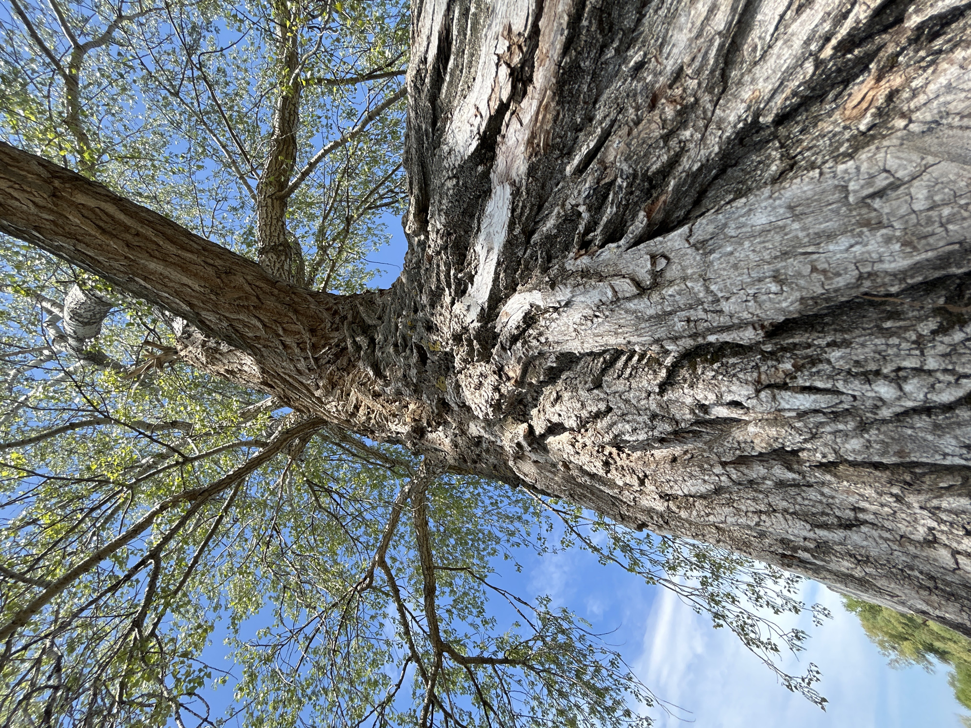 A low-angle shot looks up through a tree trunk and its branches toward a blue sky with scattered clouds. The tree's bark is rough and deeply textured, varying in color from gray to dark brown. The branches, mostly bare but with some small green leaves, extend outwards, framing the sky. The sky is bright blue with a few streaks of white clouds. A sliver of green foliage is visible on the bottom right, suggesting other trees or vegetation in the background. The image appears to be taken on a clear, sunny day. The city location is Chaikovsky, Russia.