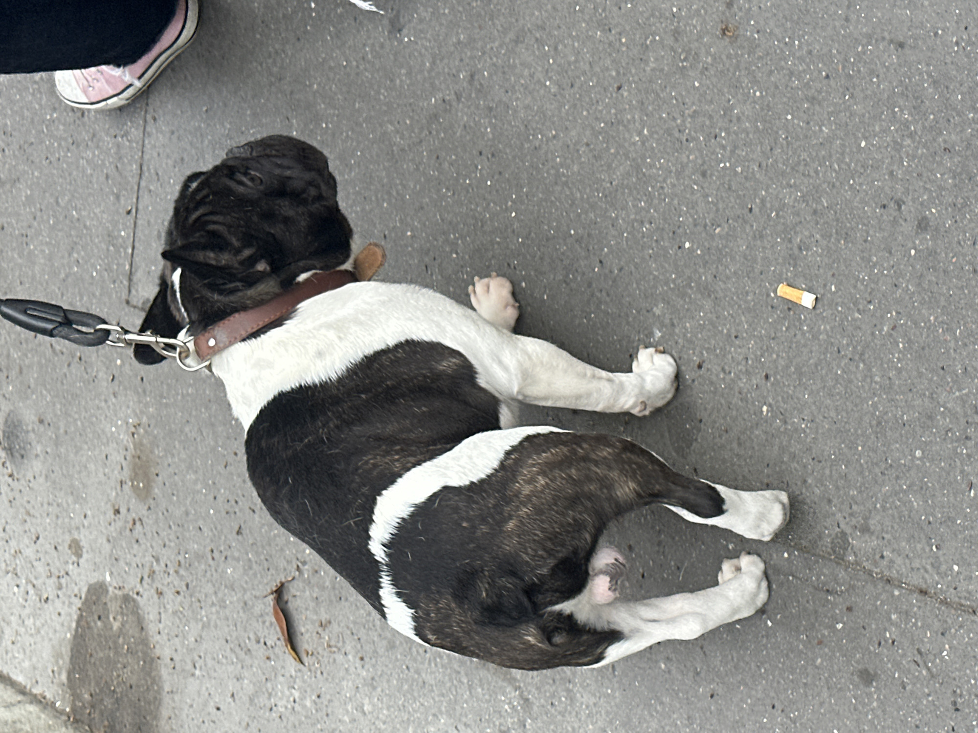 A brindle and white French Bulldog is lying down on a gray concrete sidewalk in a public urban environment. The dog is wearing a brown leather collar and is attached to a leash held by a person whose lower body, including a foot wearing a pink sneaker with white trim, is visible in the upper left corner of the frame. A discarded cigarette butt lies near the dog on the sidewalk.