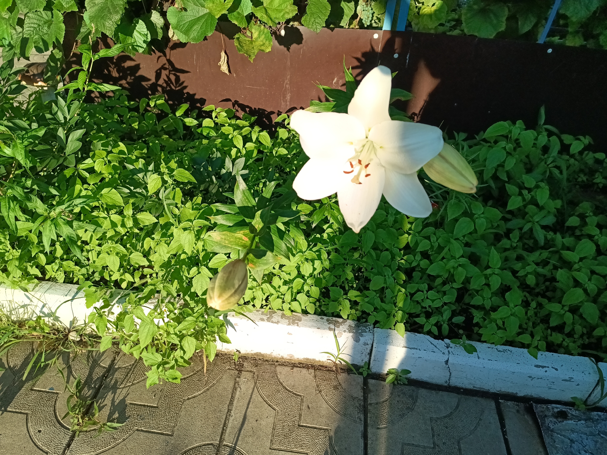 The image shows a white lily flower in bloom, with a single lily bud and several green leaves. The flower and bud are situated amongst dense green foliage, which is partially shaded by a brown fence. In the foreground, a paved walkway made of interlocking grey tiles is visible, with a white curb separating it from the plants. The scene appears to be outdoors, possibly in a garden or park, given the presence of plants and a walkway. The lighting suggests it is daytime, with sunlight casting shadows. The location is specified as Blagoveshchensk, Russia. There are no people visible in the image, nor any discernible action or interaction. The environment is natural and urban, with evidence of landscaping.