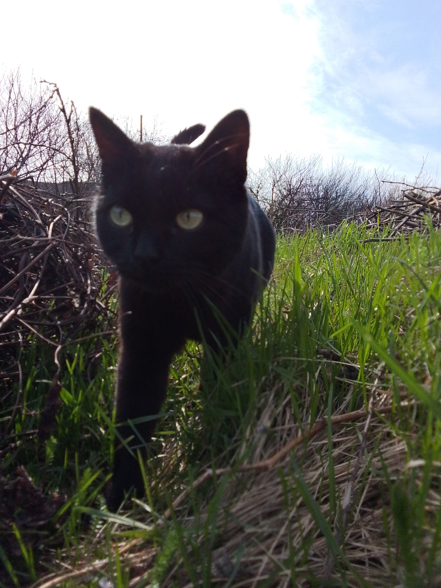 A low-angle outdoor photograph captures a sleek black cat with piercing bright green eyes walking directly towards the viewer. The cat is the prominent subject, positioned close to the camera, its head slightly blurred, emphasizing its direct gaze. Its dark fur stands out against the natural surroundings.
The scene is an overgrown natural environment, typical of a rural or semi-rural area in Khlevnoye, Russia. The foreground features vibrant green new grass intermingled with dry, straw-like old grass and twigs. In the midground and background, dense thickets of bare tree branches or bushes create a wild, untamed backdrop, suggesting the transition period of late winter or early spring before the trees fully leaf out.
Above the vegetation, a bright, clear blue sky with scattered wispy white clouds indicates a sunny daytime, likely morning or afternoon. The strong natural light illuminates the scene, creating highlights on the green grass and making parts of the sky appear almost white due to brightness. The cat's posture suggests active movement forward. There is no visible text or human presence, making the black cat the sole focus of the serene, natural landscape.