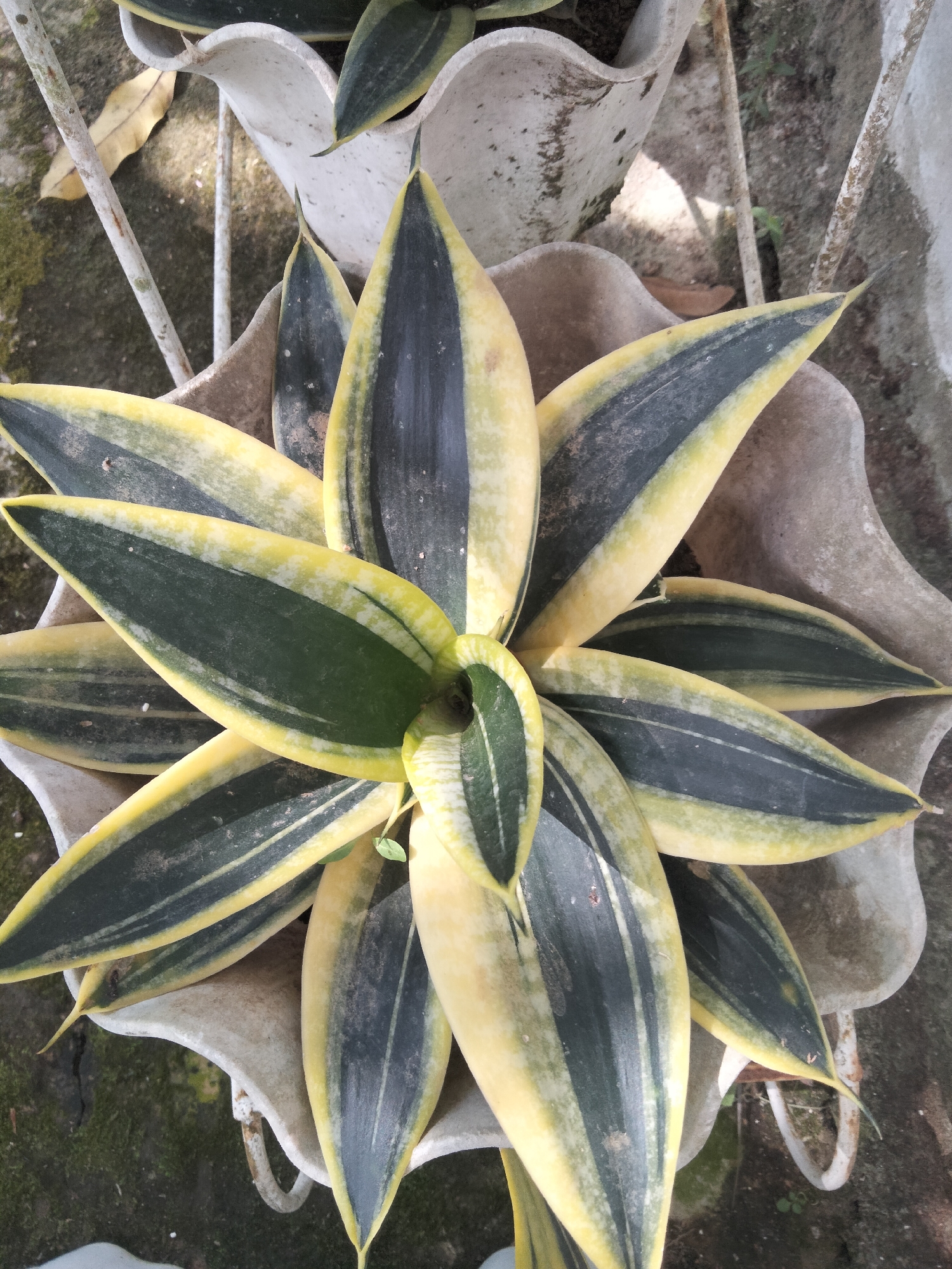 A snake plant, scientifically known as Sansevieria trifasciata, is shown in an overhead view, potted in a light-colored, weathered planter. The plant features long, lance-shaped leaves with variegated patterns of dark green and yellow. The leaves are arranged in a rosette pattern, fanning outwards from the center. The planter itself appears to be made of concrete or a similar material and exhibits signs of age and exposure to the elements, with some staining and wear. The plant is situated outdoors, with a background of rough, textured ground, possibly dirt and small stones. Some moss is visible on the ground, indicating a damp environment. A dry, yellow leaf from another plant lies on the ground near the planter. The overall scene suggests a garden or outdoor area in Payagaboh, Indonesia. There are no people or animals visible in the image, and the focus is solely on the potted plant.