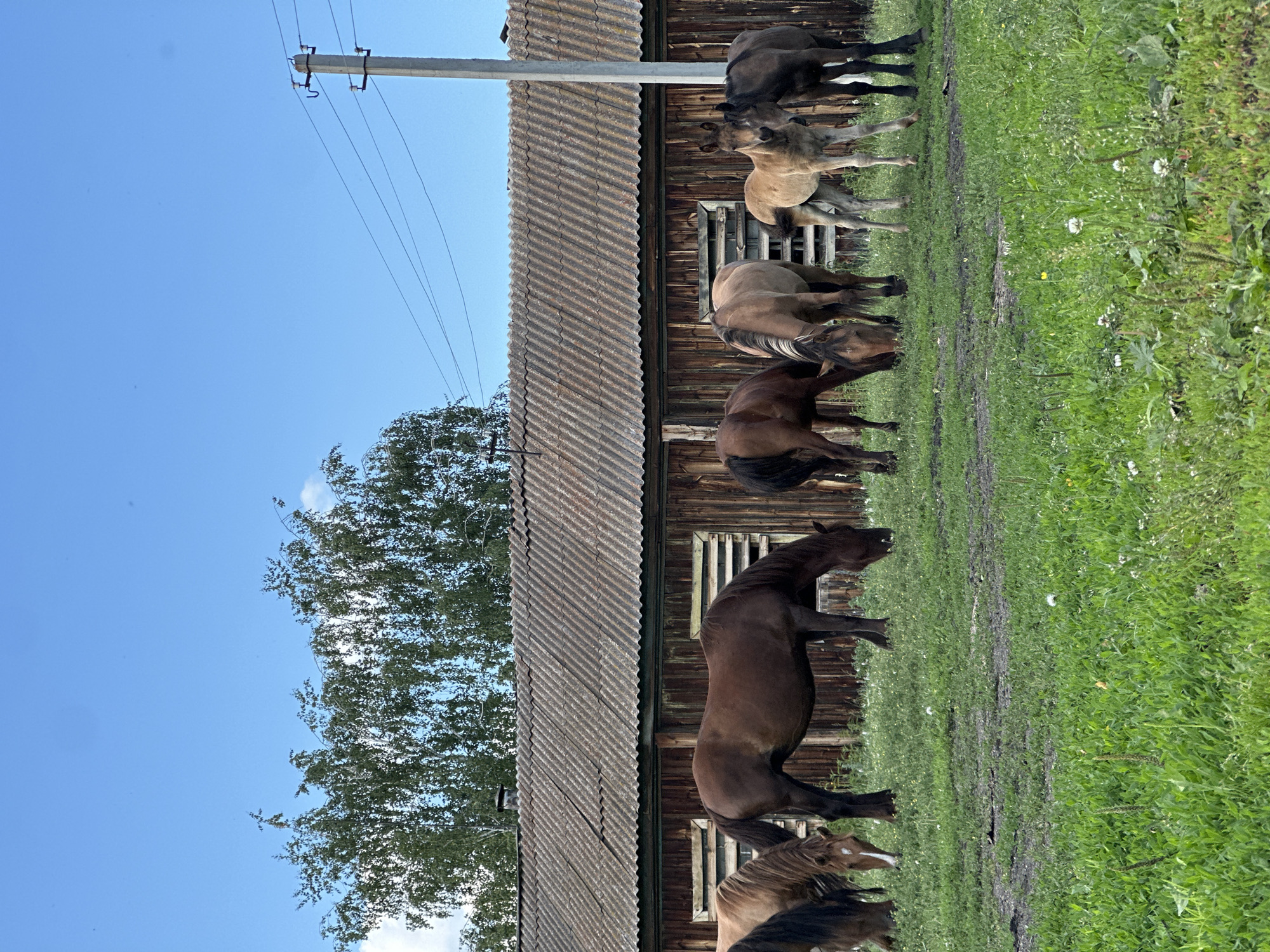 A herd of horses grazes in front of a weathered wooden barn under a clear blue sky with scattered clouds. The barn has a corrugated roof and wooden plank siding with several windows. A utility pole with power lines stands to the right of the barn. The ground is covered in green grass with some patches of dirt. The horses include several adults and at least one foal. They are of various brown and bay colors. The scene appears to be a rural setting.