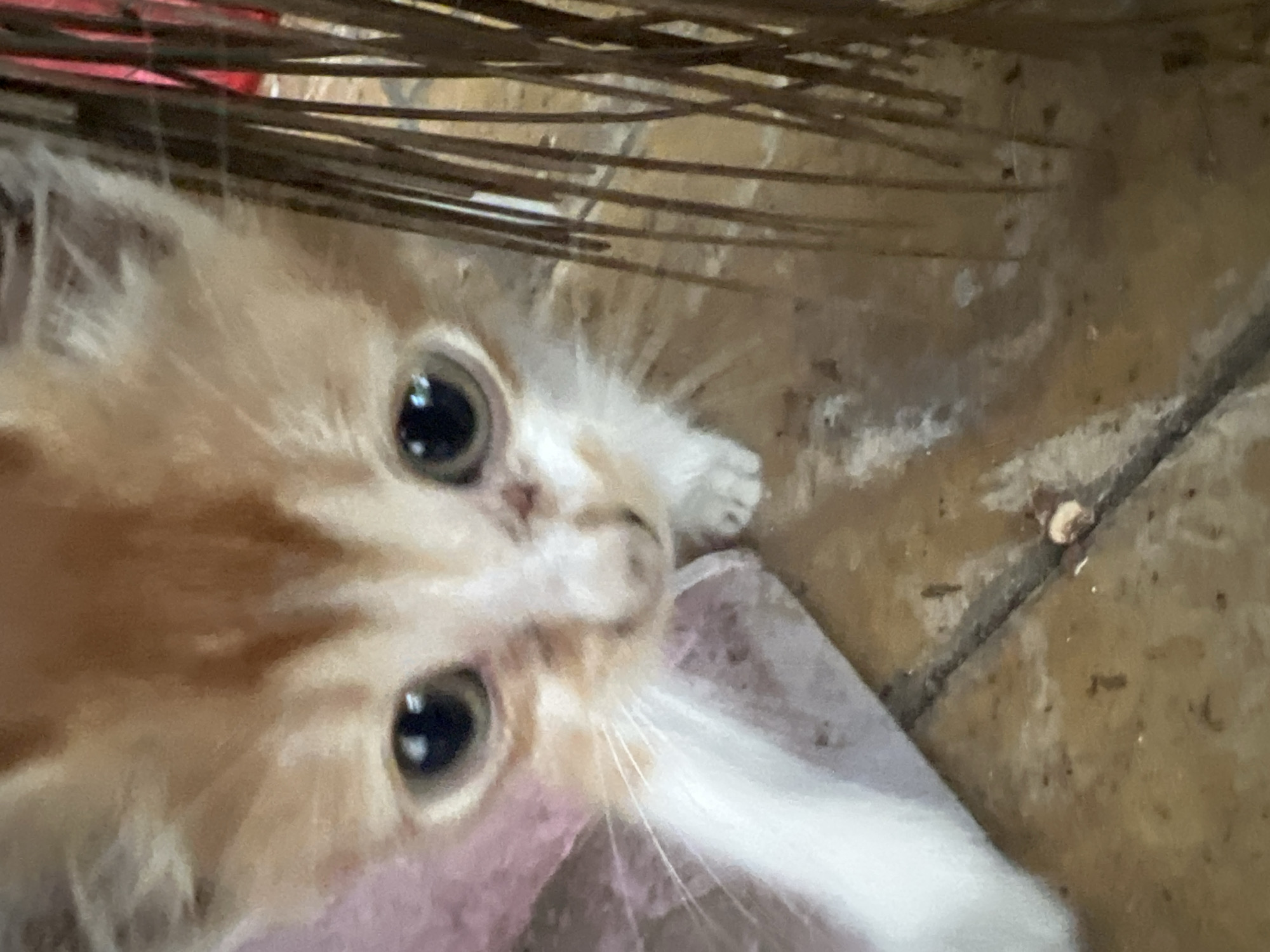 A close-up, eye-level, medium shot captures a ginger and white kitten's face. The kitten's eyes are large, round, and dark, with a reflective glint. Its nose is small and pinkish, with some slight discoloration. Whiskers extend outwards from its muzzle. The kitten's fur is short and soft, with stripes of ginger and white visible on its face and head. Behind the kitten, the background is blurred, showing a hint of brown flooring and what appears to be some dried plant material. The overall impression is one of curiosity and innocence. The image was taken in Klapanunggal, Indonesia.