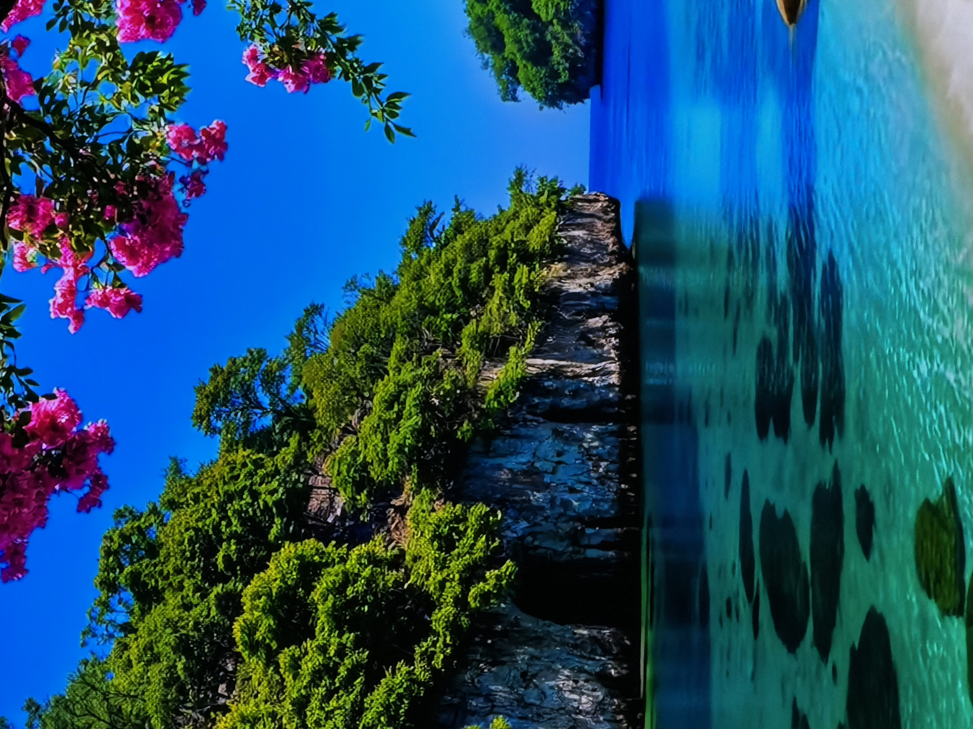 This is a vibrant, clear daytime photograph of a serene tropical or subtropical coastal landscape. The upper portion of the image features a bright, cloudless blue sky. From the upper left, branches with clusters of vivid pink flowers and lush green leaves extend into the sky, framing the scene. The central and left parts of the image are dominated by a large, rugged island or rock formation, heavily forested with dense green foliage, including trees and shrubs, covering its rocky slopes. Below the island is a calm body of water, which transitions from a deeper blue closer to the landmass to a clear, translucent turquoise further into the foreground. Within the shallower, turquoise water, several large, dark, irregular shapes, likely submerged rocks or coral, are visible beneath the surface. A small strip of light-colored sand marks the edge of the water on the far right. No people or visible text are present. The image conveys a sense of natural beauty and tranquility, typical of a remote beach or island destination, under clear and sunny weather conditions. This media file is associated with the location context of Sofiivska Borshchahivka, Ukraine.