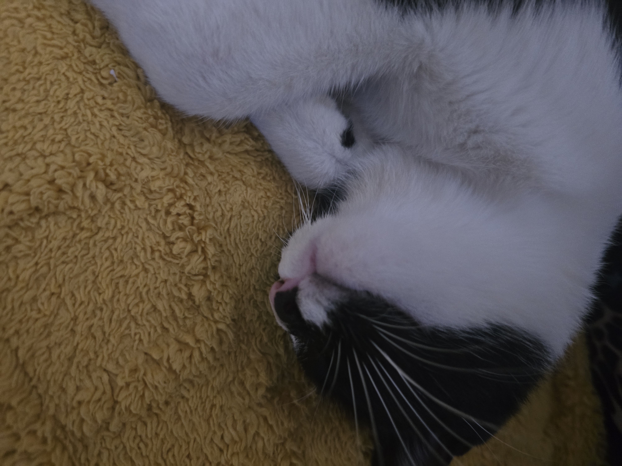 The image shows a close-up, aerial view of a black and white cat sleeping on a textured, mustard-yellow surface. The cat's body is mostly obscured, but its head is visible, turned to the right. The cat has white fur on its face and chest, with black markings around its eyes and ears. Its nose is pink, and its whiskers are long and white. The yellow surface appears to be a blanket or rug with a deep pile. The image is taken indoors, with soft lighting that suggests a comfortable, domestic setting. There is no indication of the specific location within Podgorica, Montenegro.