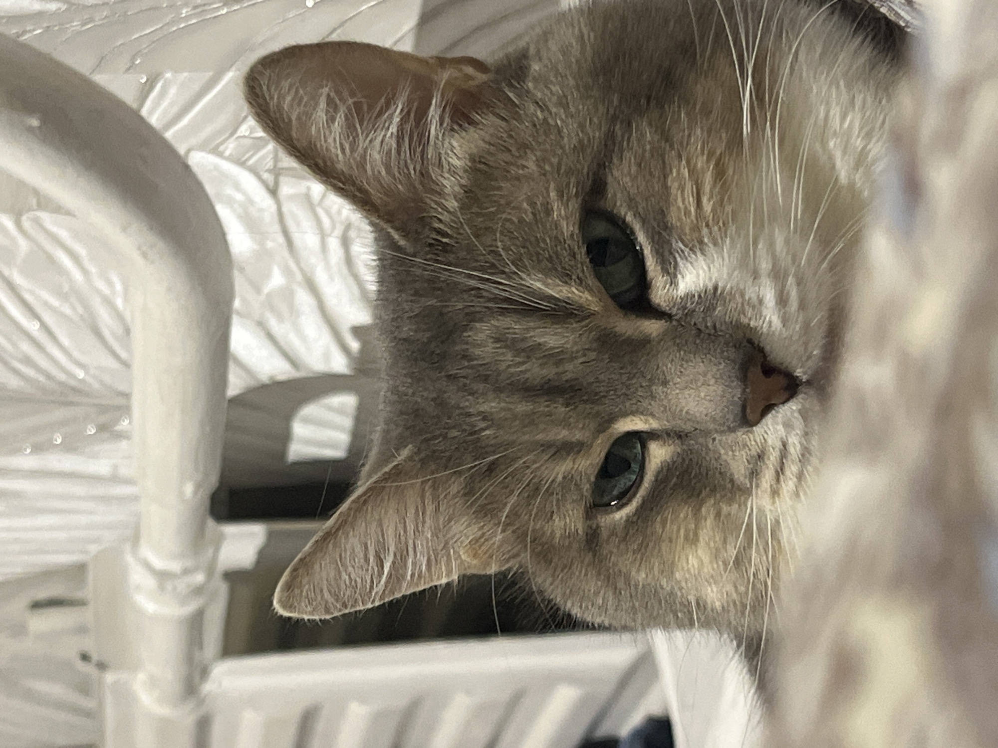 A close-up photograph depicts a grey tabby cat with green eyes, its head tilted to the side. The cat is positioned next to a white metal frame, possibly a bed or cage. The background is blurry, but appears to be bedding. The image does not show any discernible information related to the city of Neftekamsk, Russia.