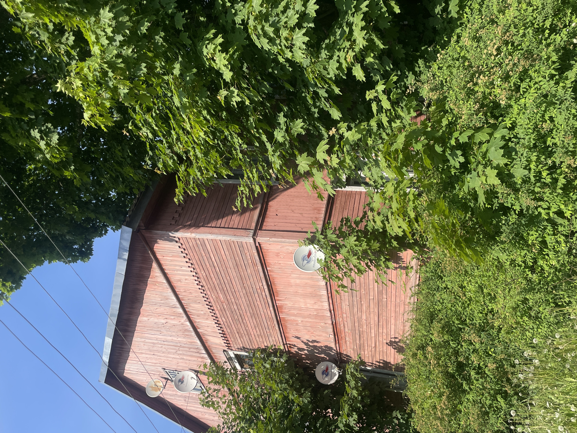 This image depicts a two-story, reddish-brown wooden building partially obscured by dense green foliage, located in Priozersk, Russia. The building features horizontal plank siding with decorative vertical trim elements on the right facade and below the roofline. The gable roof is covered with weathered metal sheeting. Three white satellite dishes, all bearing the "Триколор ТВ" (Tricolor TV) logo, are mounted on the building's exterior: two on the upper left gable wall, with the uppermost dish showing rust stains, and one on the lower right side wall. Multiple windows are visible, including a triangular window on the left gable wall and rectangular windows on the side. Power lines traverse the clear blue sky in the upper left. The building is surrounded by a variety of green vegetation, including large deciduous trees with lobed leaves (resembling maple) and dense shrubs in the foreground, interspersed with dandelions. Sunlight illuminates the scene, casting shadows from the foliage onto the building's surfaces.