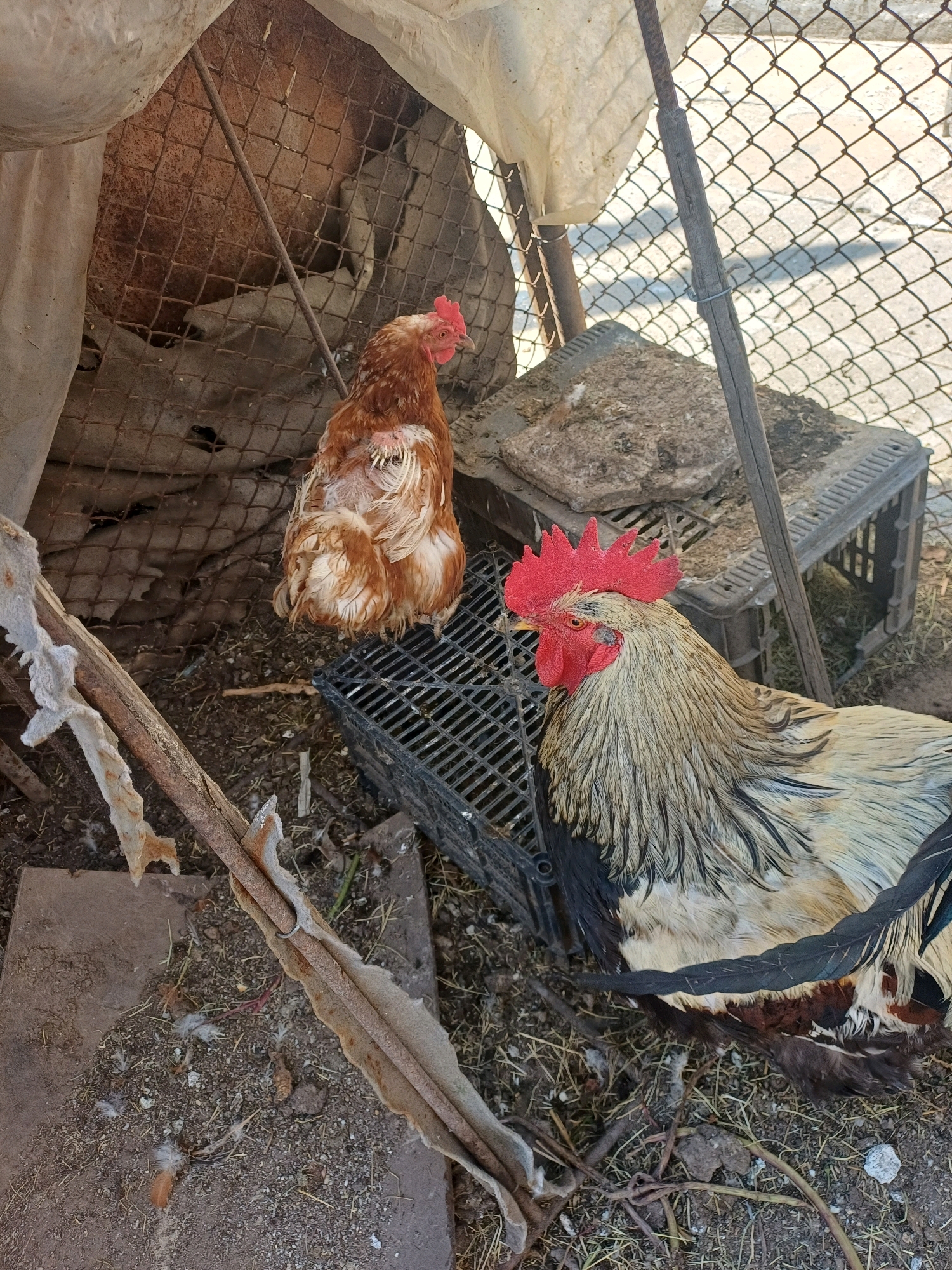 In Cheshnegirovo, Bulgaria, two chickens, a hen and a rooster, are seen in an outdoor enclosure. The hen, predominantly brown and white, stands on a black grate, appearing somewhat disheveled. To its right, a colorful rooster with a prominent red comb is positioned on the same grate, its head turned towards the left. The enclosure consists of a wire fence and appears to be made of rough, natural materials. A weathered wooden pole extends from the lower left foreground, secured to the fence by a wire. The ground is covered with dirt, straw, and scattered debris, suggesting a rural or farm setting. The background shows a chain-link fence and what appears to be a concrete surface.