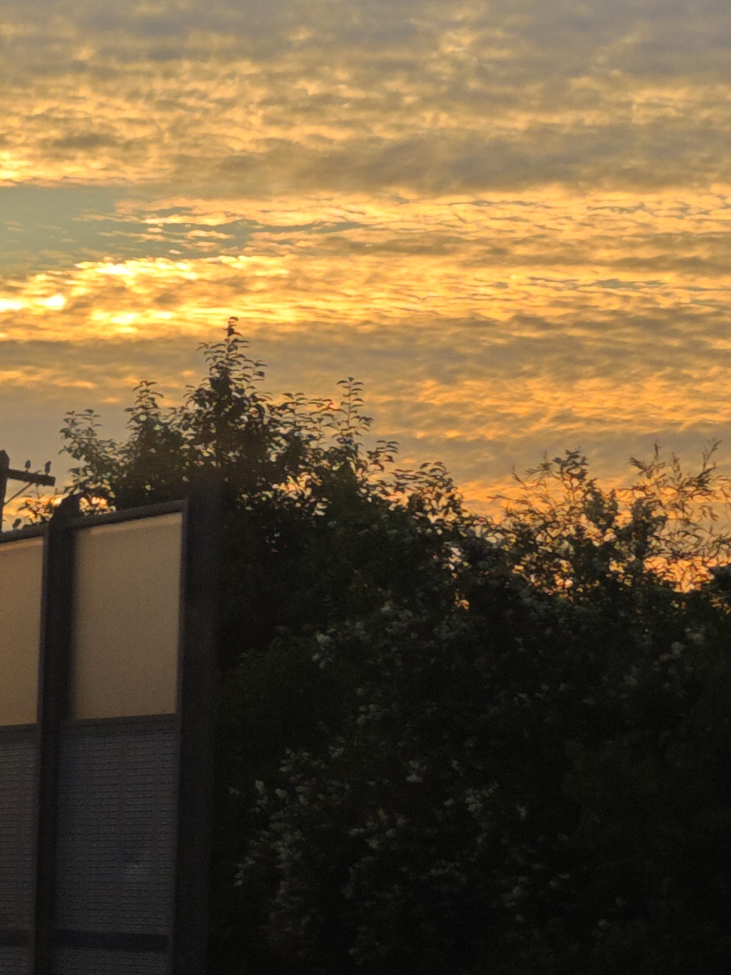 The image depicts a sunset in Kolppana, Russia. The sky is filled with vibrant orange and yellow clouds, indicative of the sun setting. In the foreground, there is lush green foliage from trees and bushes, obscuring some of the view. A structure, possibly a fence or barrier, made of dark material and light-colored panels, is visible on the left side of the image. The overall scene suggests a natural outdoor setting during twilight.