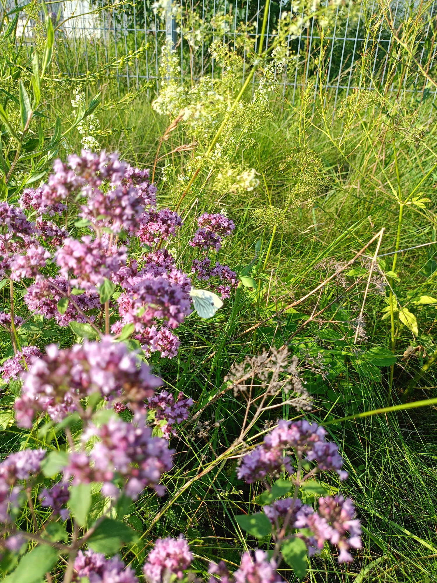In Peetri alevik, Estonia, a white butterfly rests on a cluster of small, light purple flowers. The flowers are abundant and clustered on green stems, with some appearing out of focus in the foreground. In the background, a metal fence is visible, partially obscured by tall green grass and other wild plants, some of which have delicate white florets. The overall scene is natural and outdoors, likely a garden or a field.