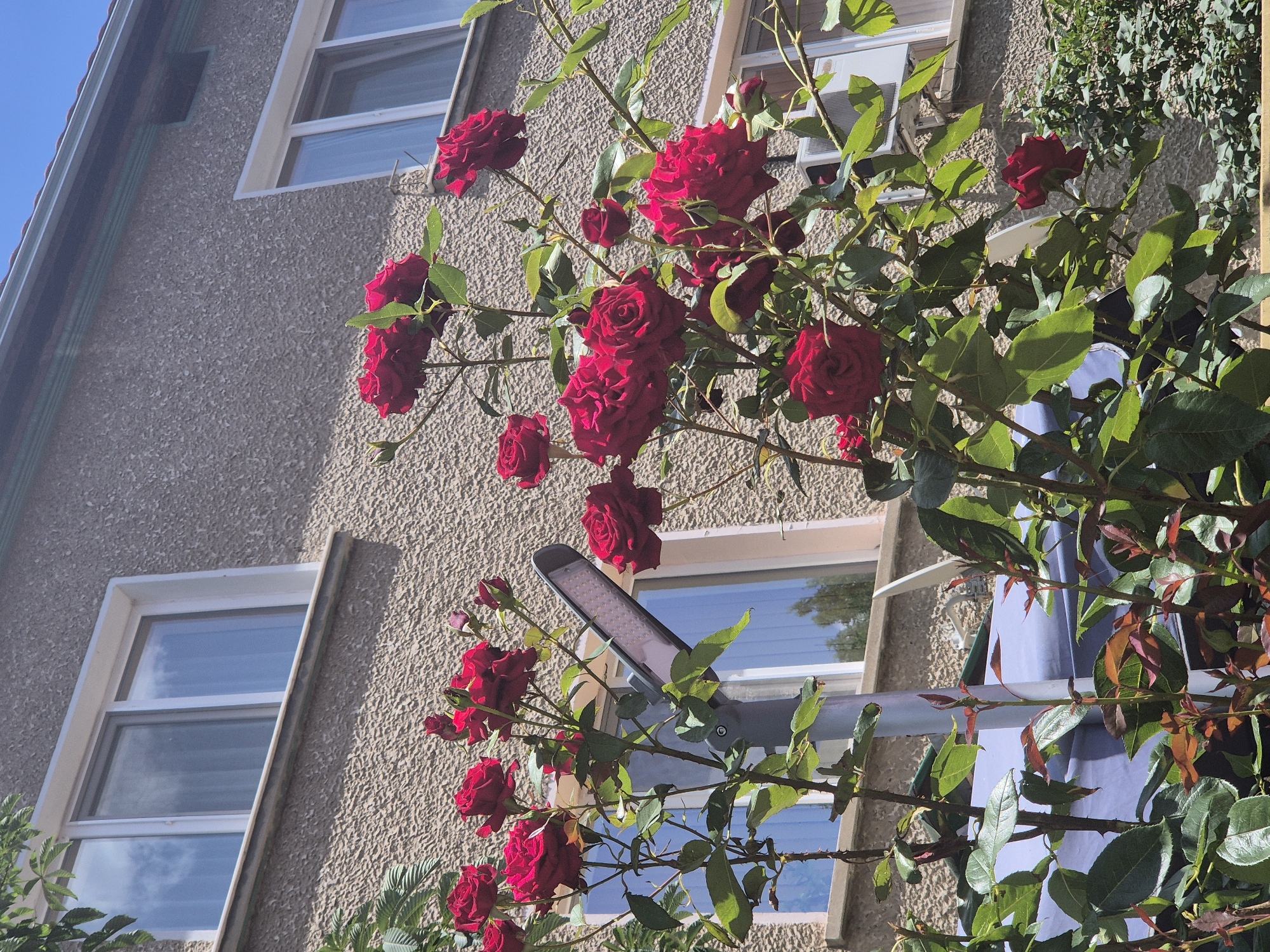 A cluster of dark red roses, in various stages of bloom, are in the foreground, extending from the right side of the frame and towards the center. The roses have deep red petals, some unfurling to reveal intricate inner layers. Their stems are covered in thorns, and they are surrounded by lush green leaves, some of which show hints of reddish-brown, suggesting new growth or autumn foliage.
Behind the roses, a building with a textured, beige facade is visible. Several windows with white frames punctuate the wall; they reflect a bright blue sky with white clouds, indicating a sunny day. The windows are stacked vertically, suggesting multiple stories of the building. On the wall, between two windows, a modern, gray outdoor light fixture with an LED strip is mounted. A piece of light blue fabric or tarp is draped over a railing or structure on the right side of the building, partially obscured by the rose bush.
The scene appears to be an outdoor setting, likely a garden or yard adjacent to a building. The lighting suggests it is daytime, with the sun casting shadows and highlighting the roses and the building's texture. There is no visible text in the image. The overall mood is one of natural beauty and tranquility, with the vibrant roses contrasting with the utilitarian architecture of the building.