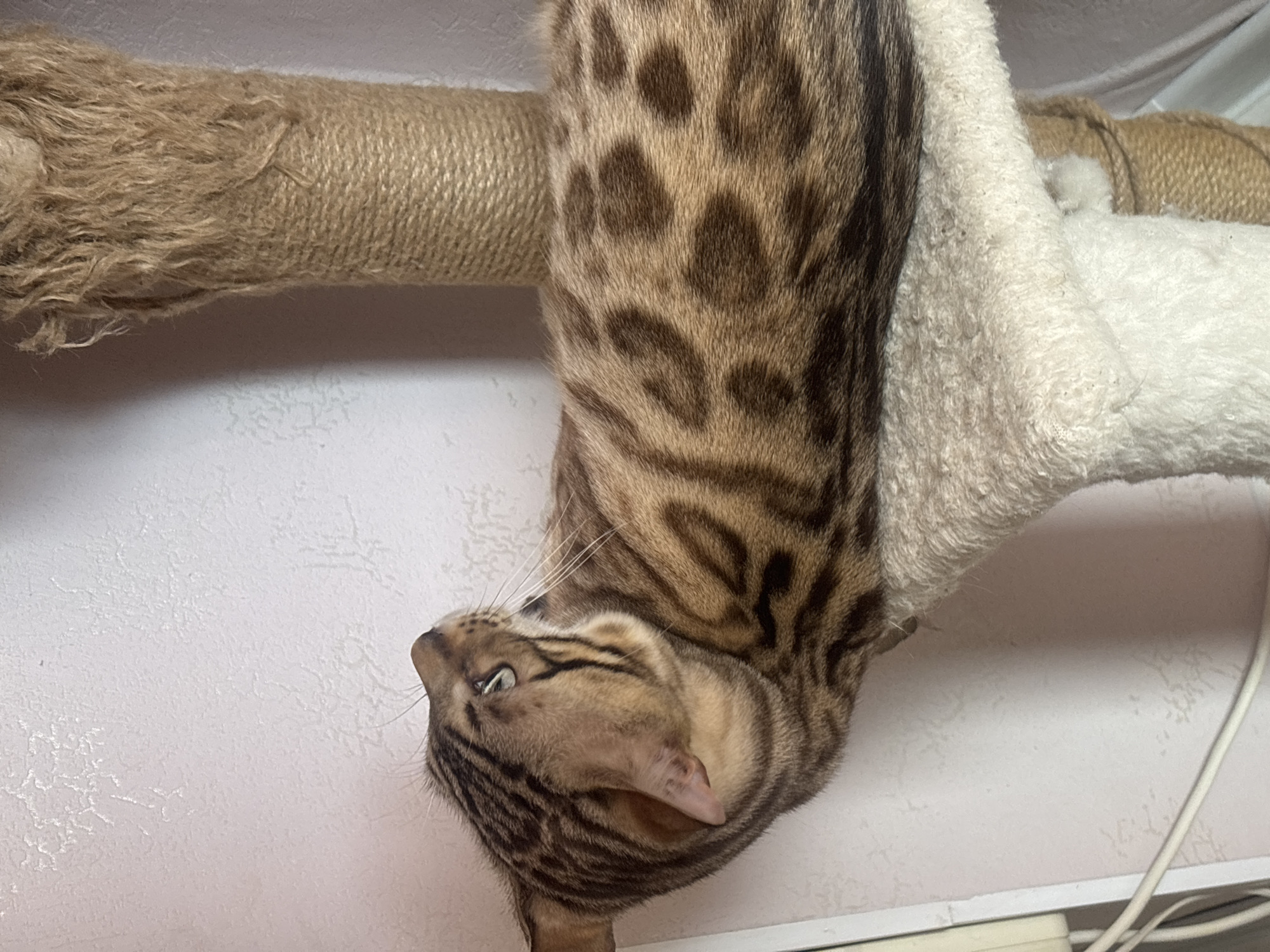 A Bengal cat is hanging upside down from a cat tree. The cat tree has a rope-covered scratching post and a white, plush sleeping perch. The background is a plain, light-colored wall and a white electrical outlet with cords plugged into it.