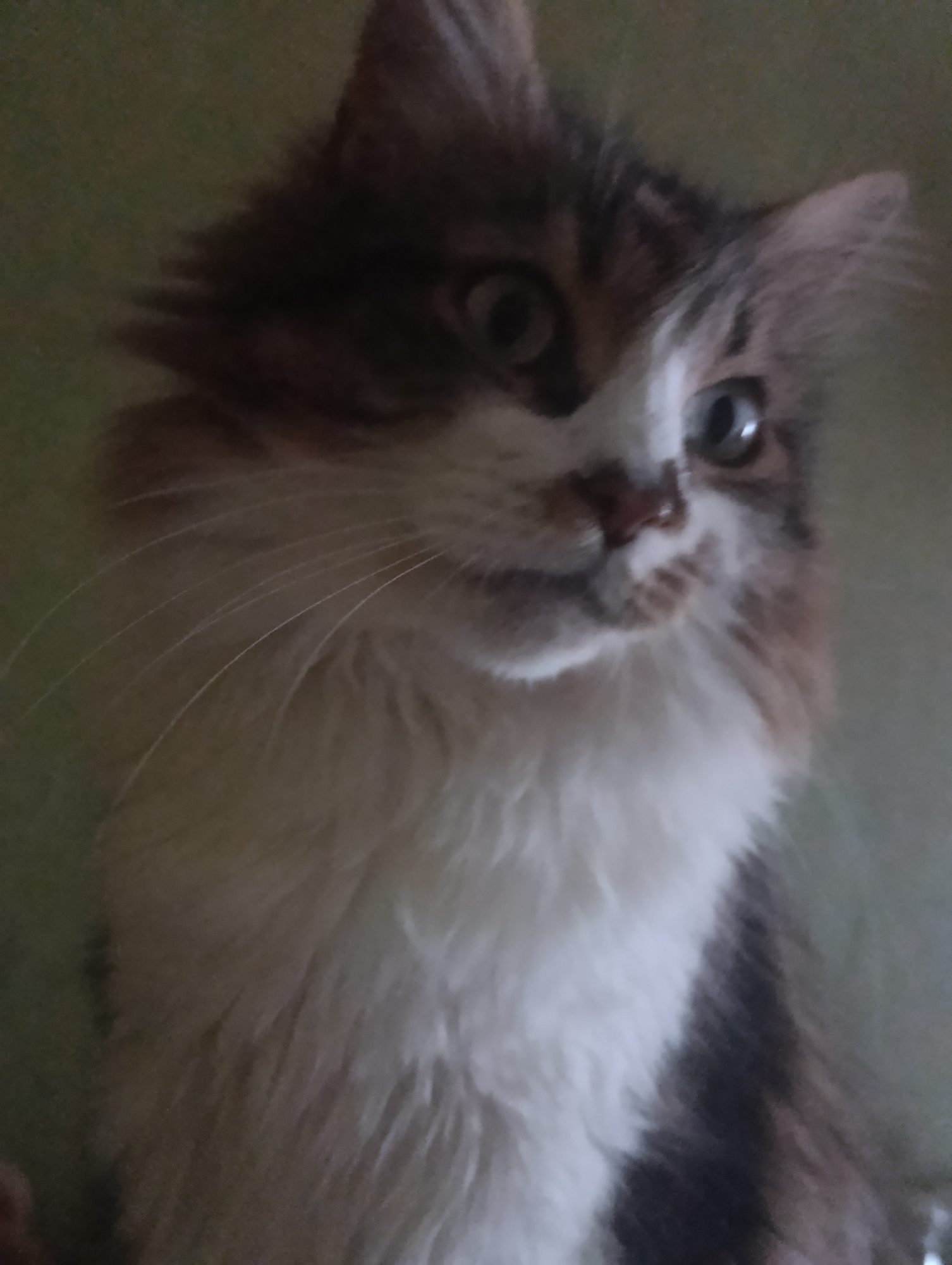The image shows a close-up of a fluffy, long-haired cat with brown, white, and black markings. The cat has large, wide eyes and prominent whiskers. The background is a muted, greenish-gray, out-of-focus surface. There are no people, objects, or any indicators of a specific location in Odesa, Ukraine. The image focuses solely on the cat's face and chest.