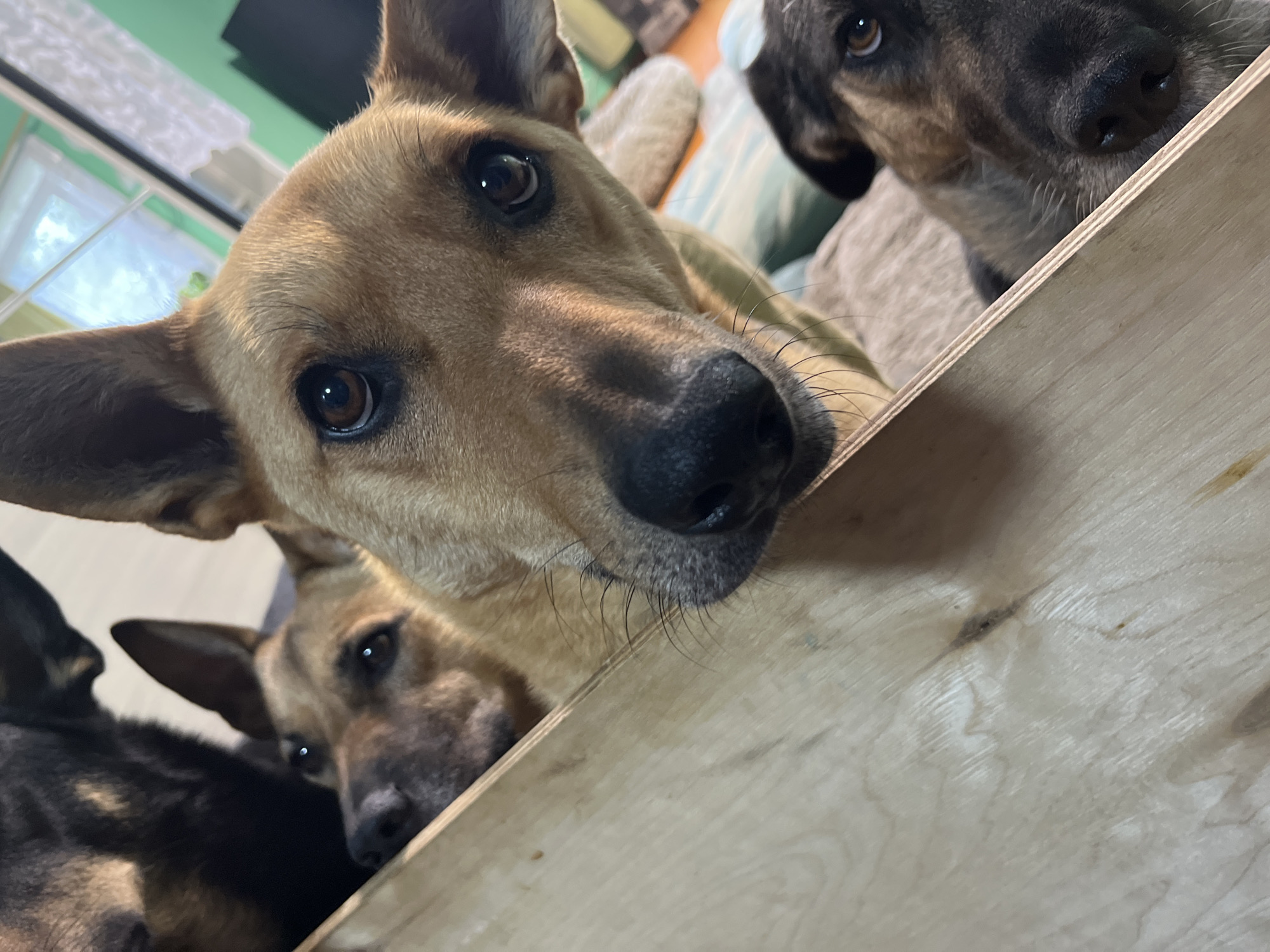 Four dogs are the subjects of this close-up, eye-level shot, peering over a light-colored wooden barrier. The main subject, a tan dog with large ears and dark brown eyes, is positioned centrally and closest to the camera, with its face tilted towards the viewer. To its left, another tan and black dog also looks towards the camera, its face partially obscured by the central dog. To the right and further back, a third tan and black dog with dark brown eyes rests its head on a pillow. A fourth dog, mostly black with tan markings on its face, is visible in the upper left corner, its head tilted downwards. The background is blurred, showing what appears to be an indoor setting with pillows, a window with white curtains, and a green wall. The lighting suggests an indoor environment, possibly a home. There are no indications of the city of Nizhny Tagil, Russia in the image.