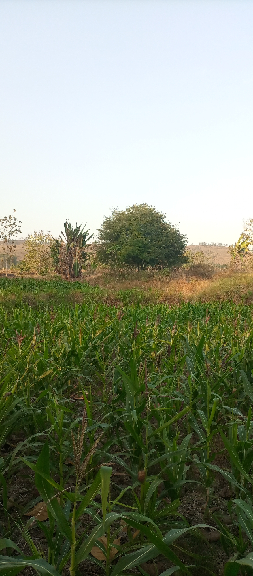 The image depicts an agricultural landscape in Kedewan, Indonesia, dominated by a lush cornfield in the foreground. The corn stalks are tall and green, some showing developing ears. In the middle ground, a variety of trees and vegetation are visible, including a prominent, broad leafy tree situated centrally. To the left of this tree, a dry, palm-like plant stands out. The background consists of rolling hills, some covered in dry grass and vegetation, indicating a semi-arid or transitional season. The sky is clear and pale blue, suggesting it is daytime, likely late afternoon given the warm lighting on the hills. The overall impression is one of rural agricultural land. There are no people or animals visible in the image.